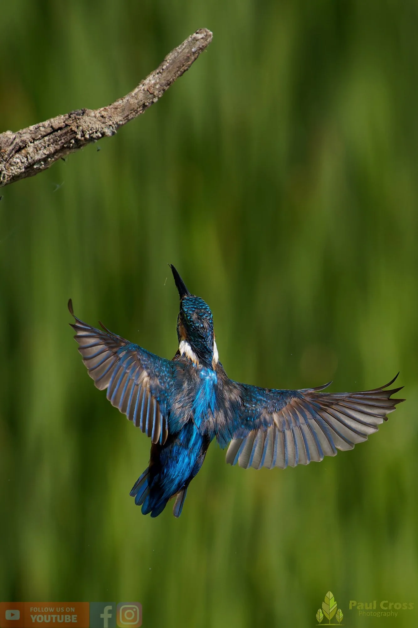 Kingfisher-00873.jpg