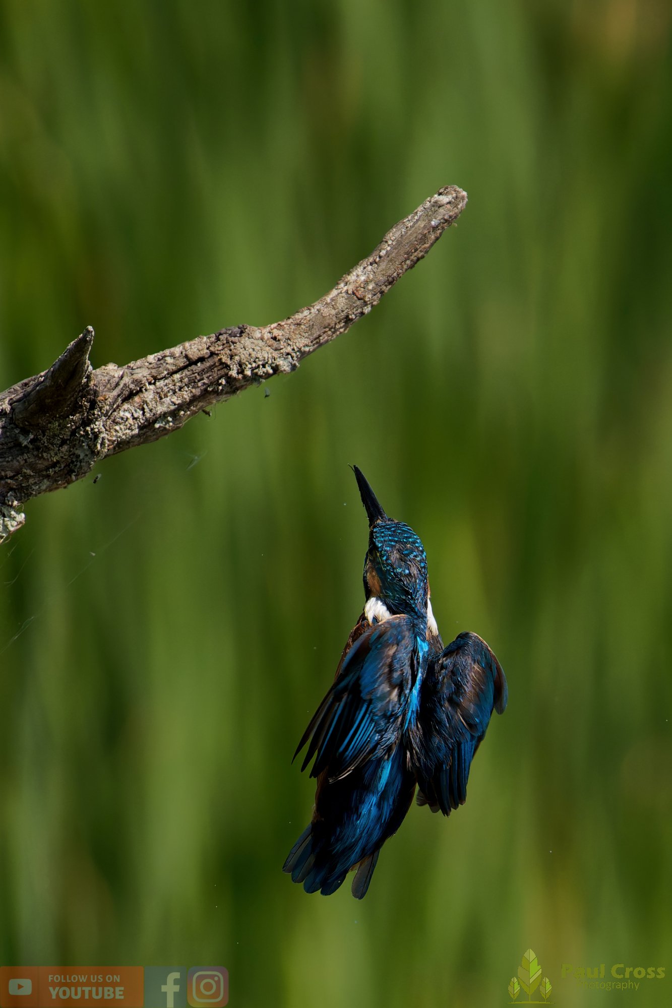 Kingfisher-00874.jpg