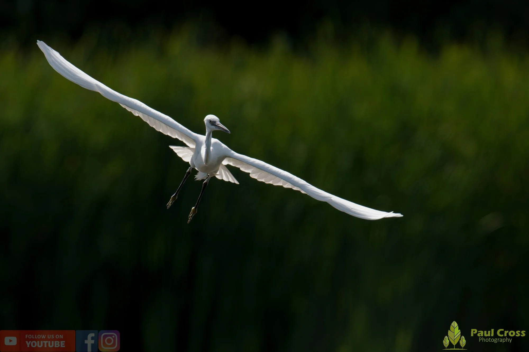 Little Egret-00657.jpg