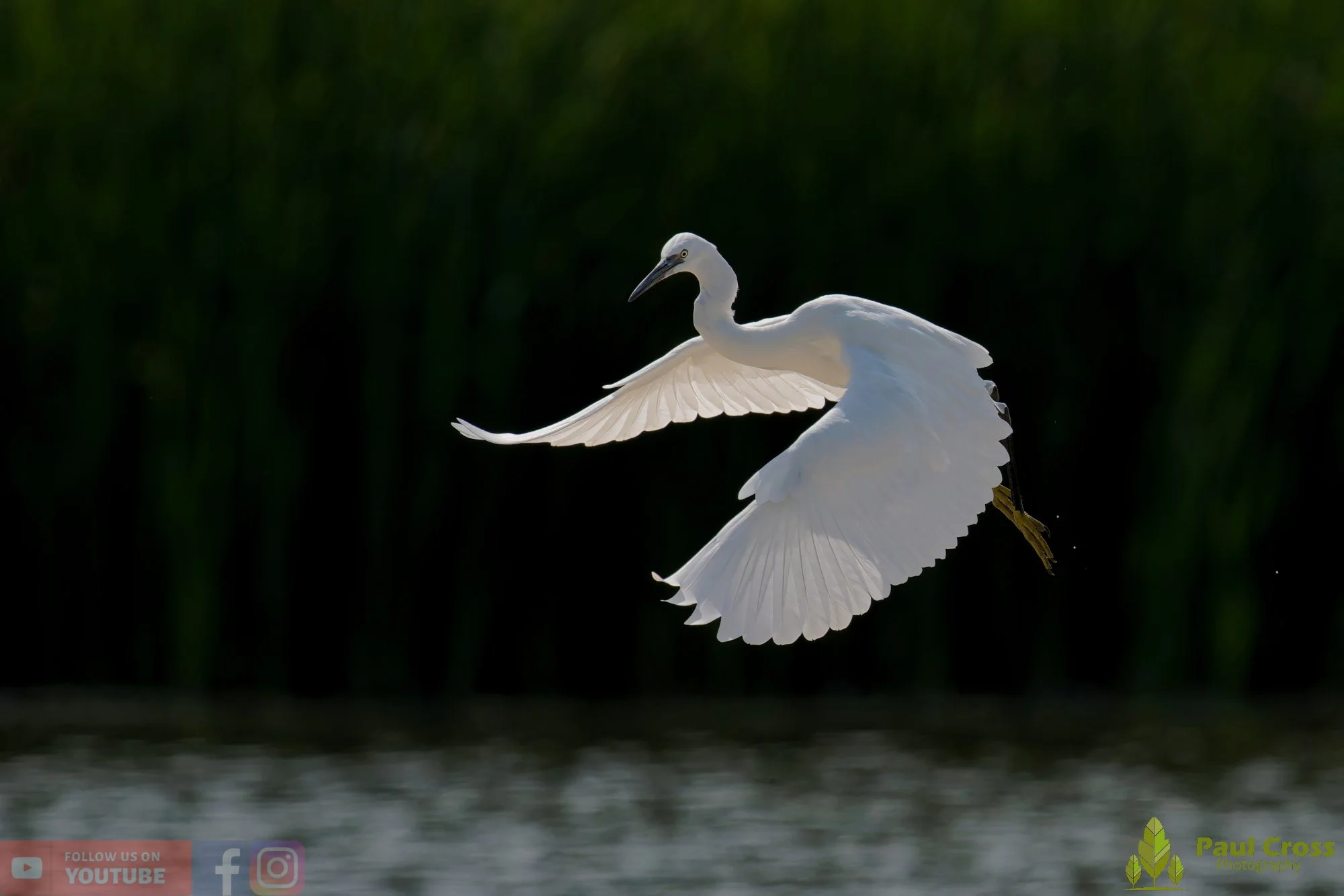 Little Egret-00656.jpg