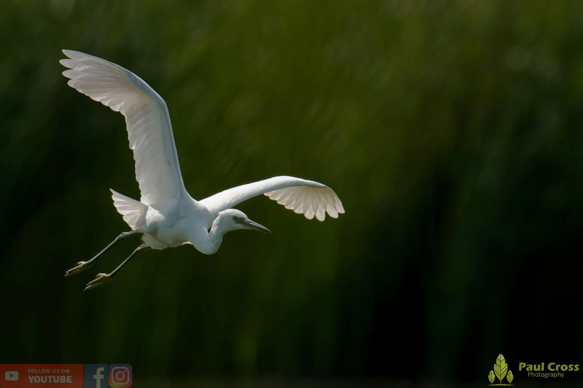 Little Egret-00658.jpg