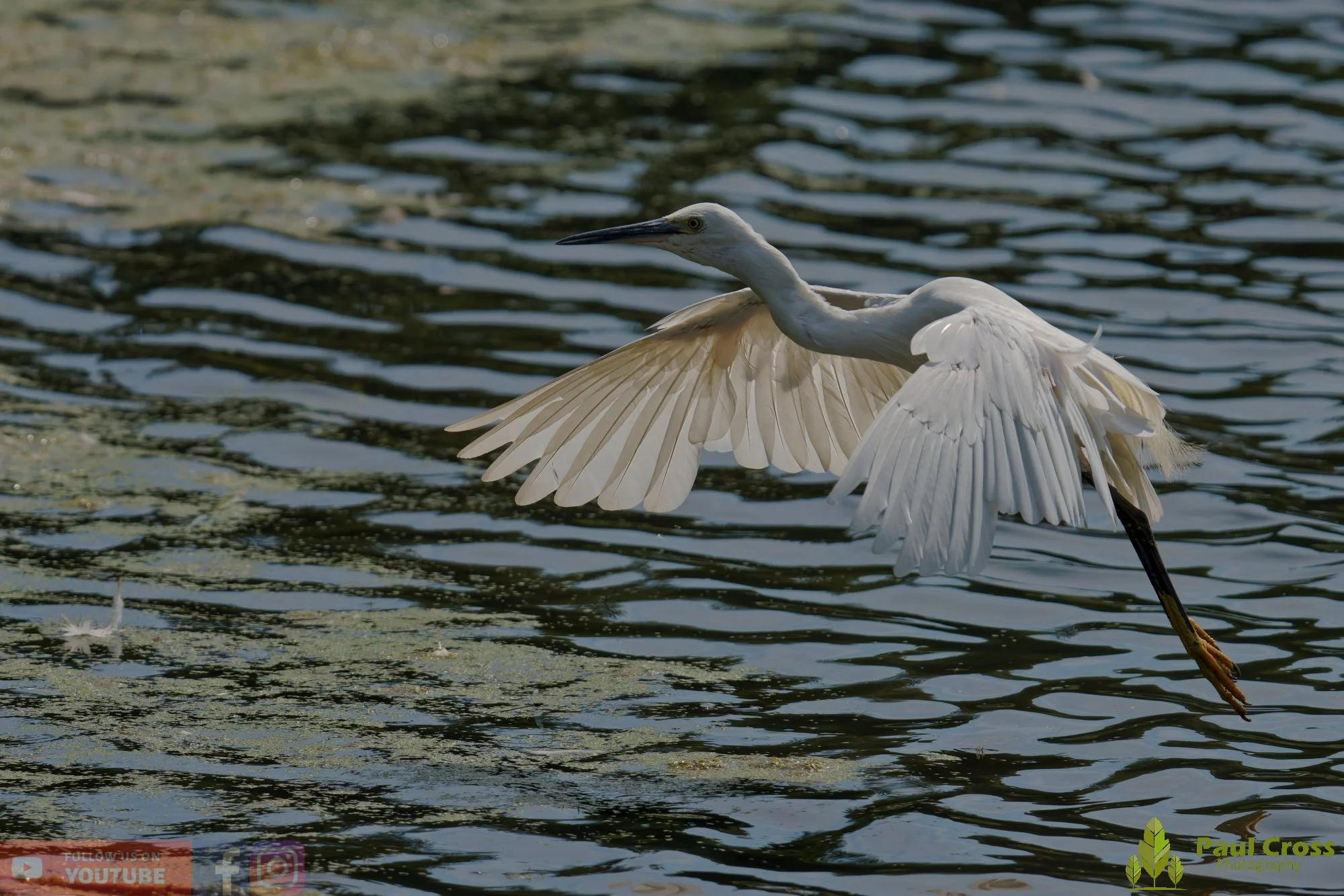 Little Egret-00659.jpg