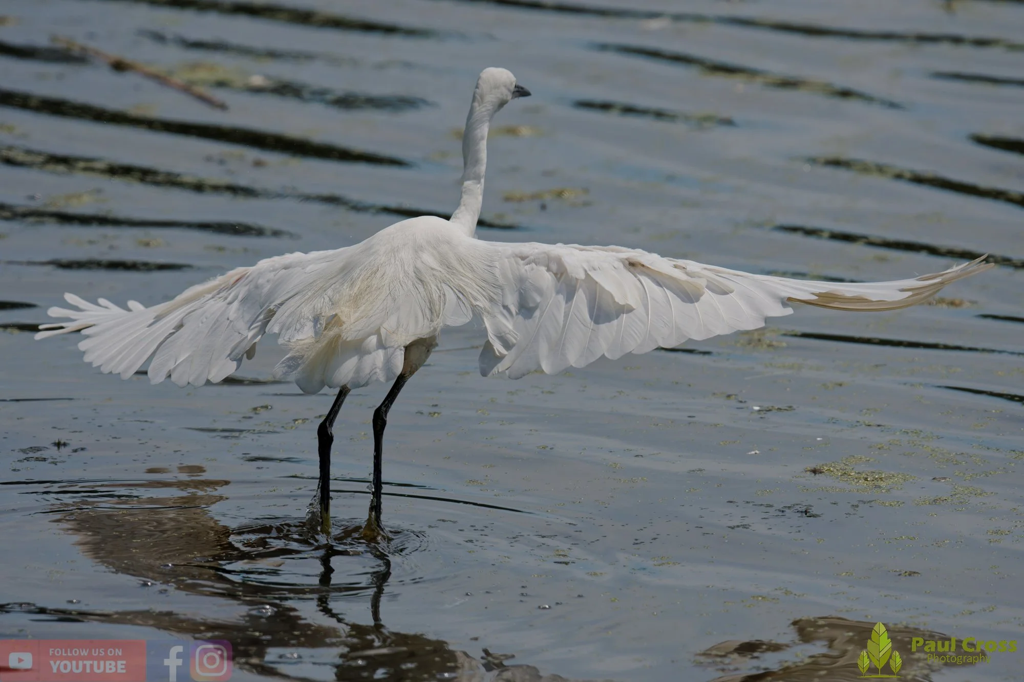 Little Egret-00668.jpg