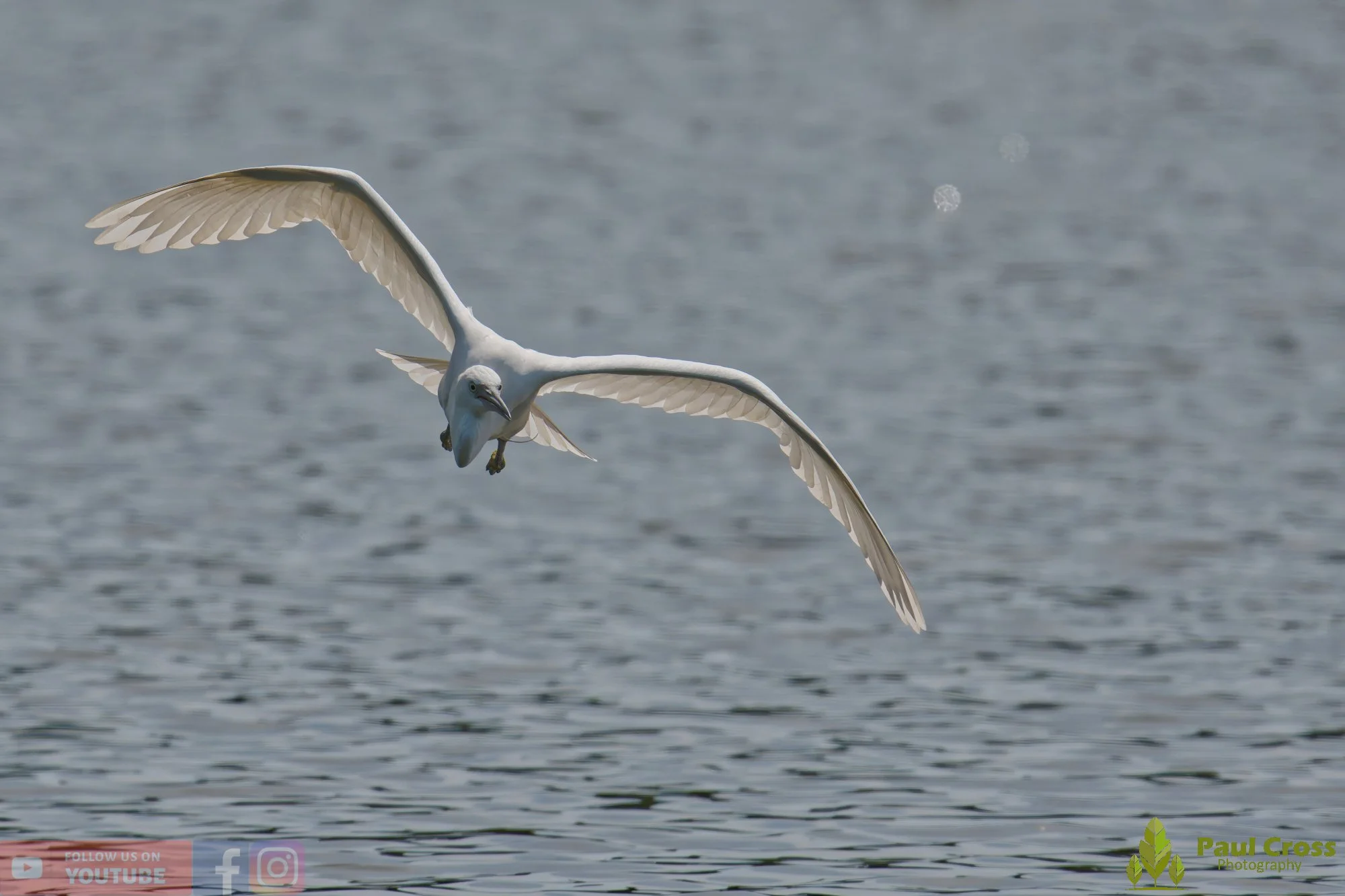 Little Egret-00669.jpg