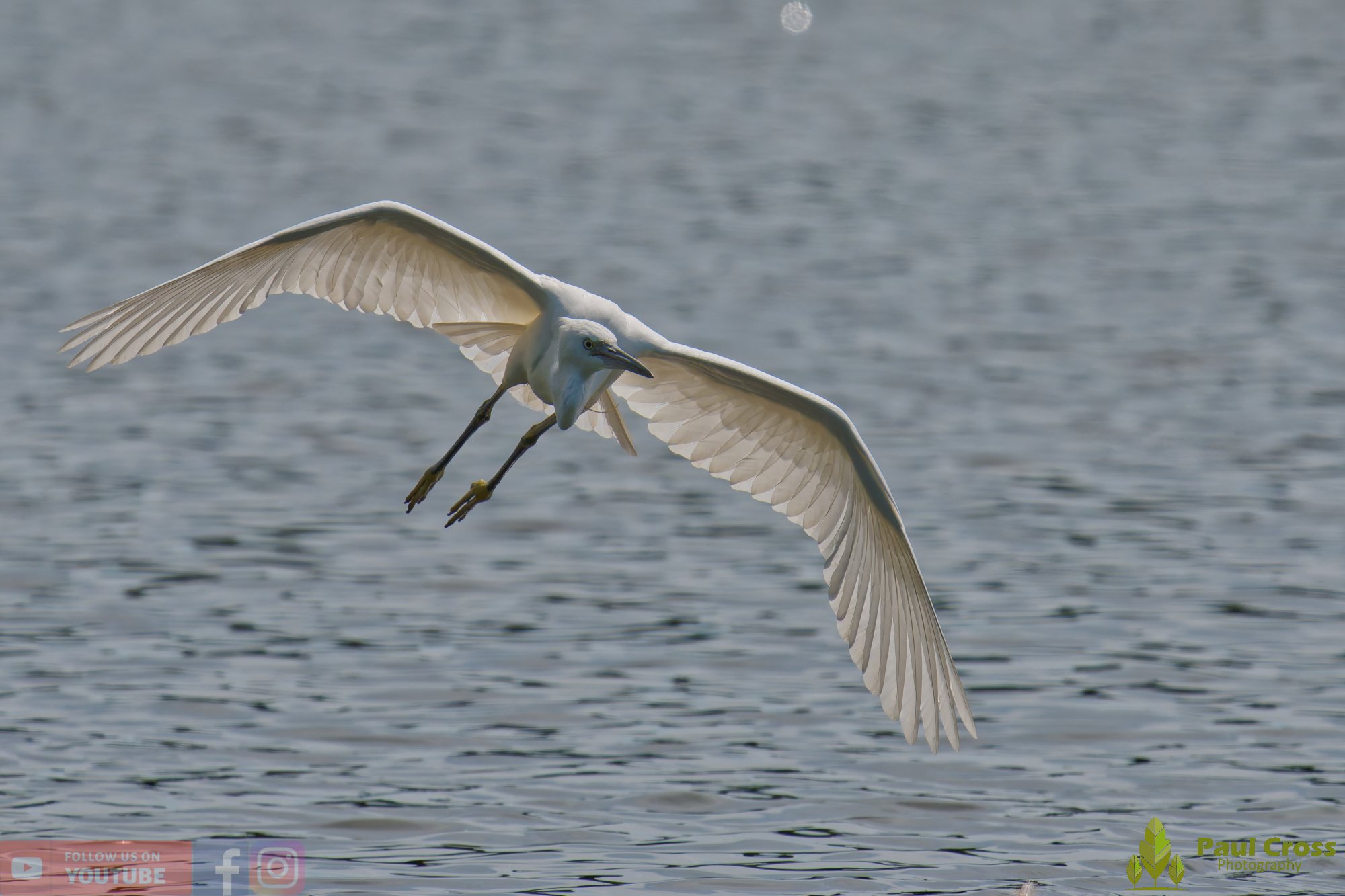 Little Egret-00670.jpg