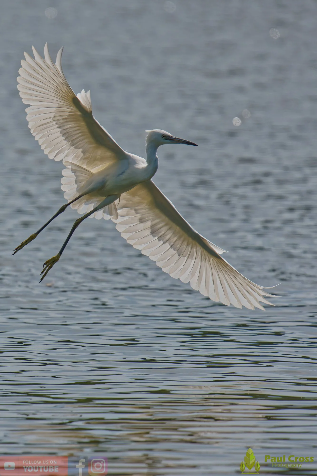 Little Egret-00671.jpg