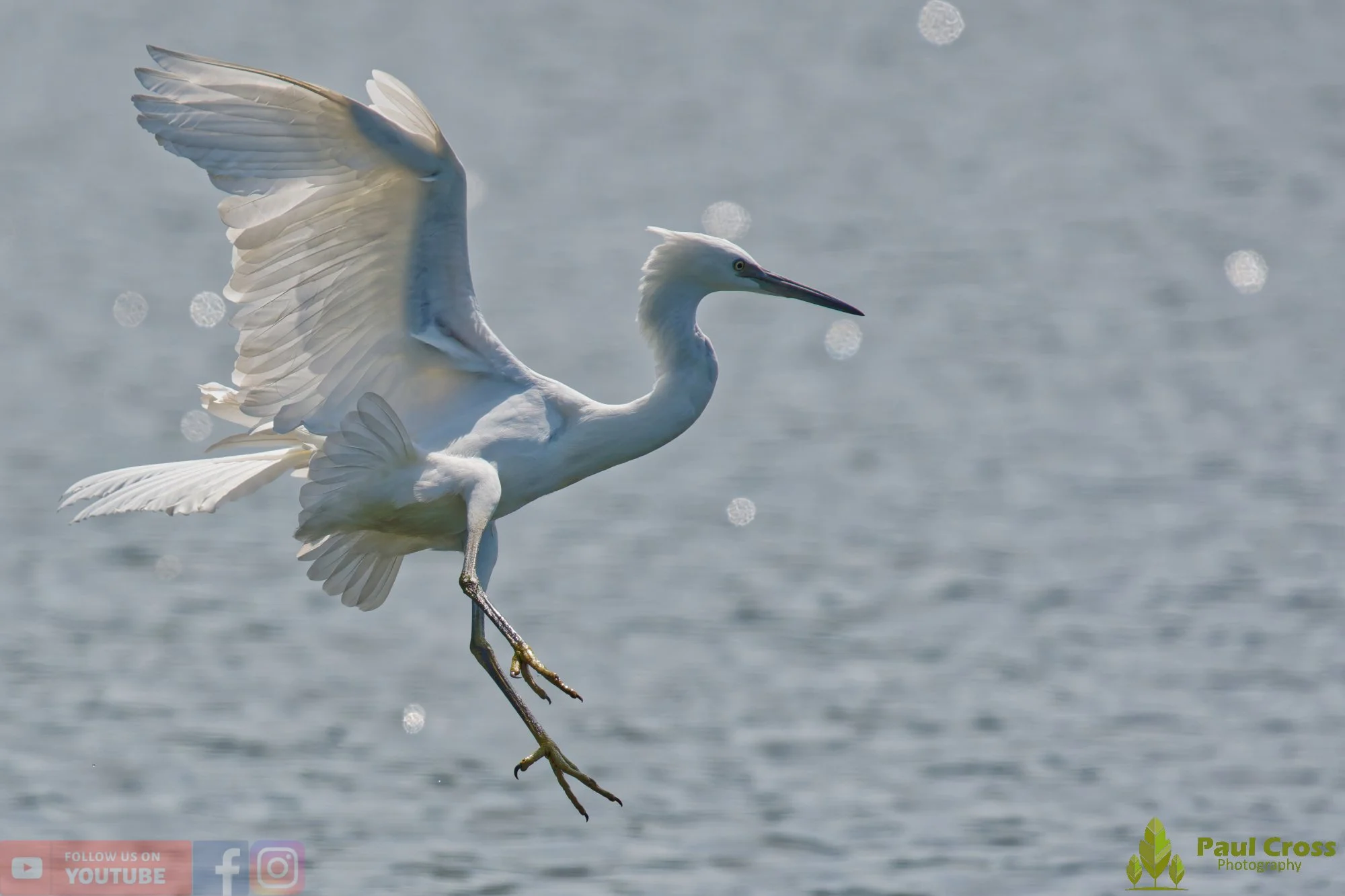 Little Egret-00672.jpg