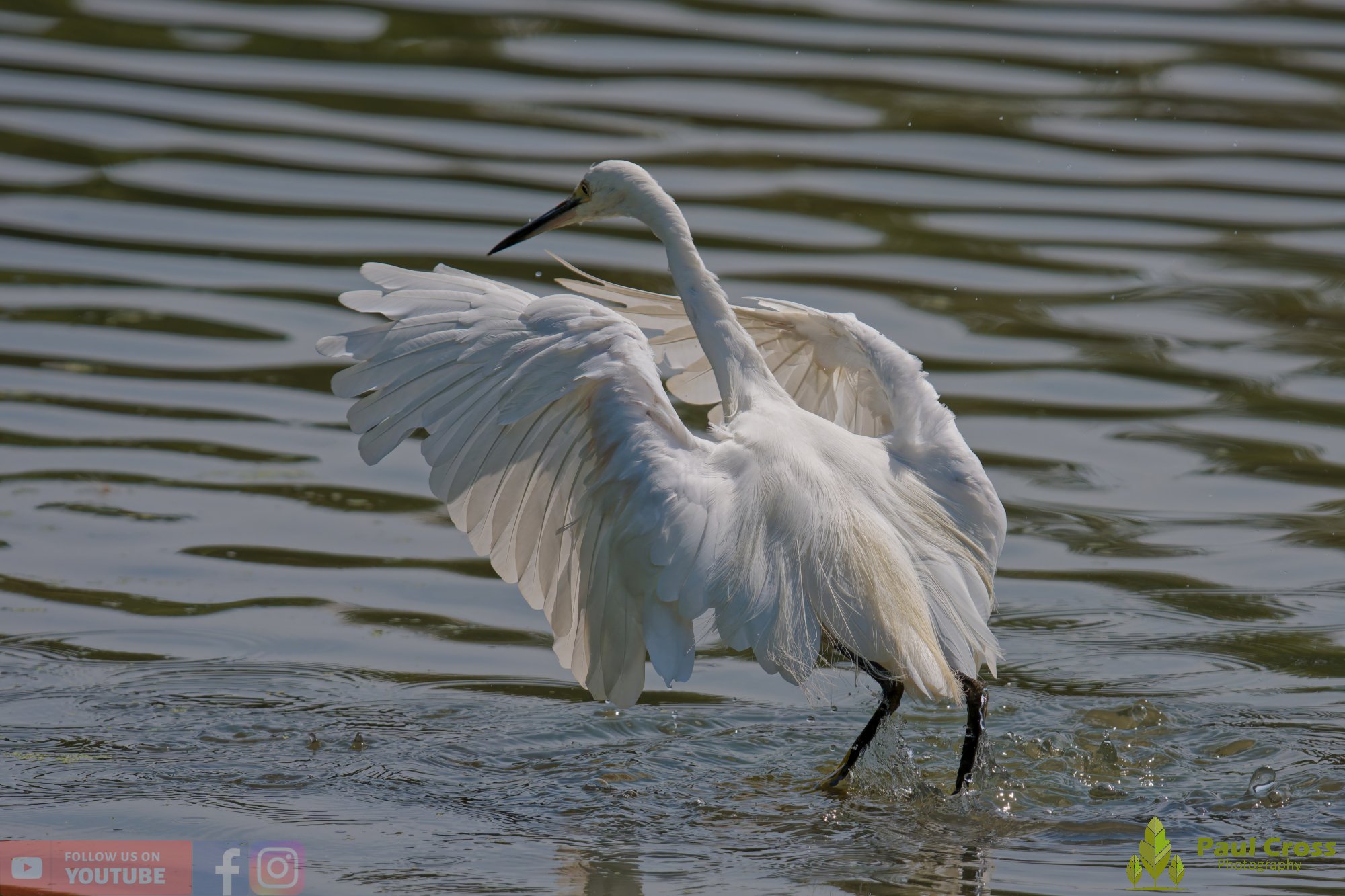 Little Egret-00678.jpg