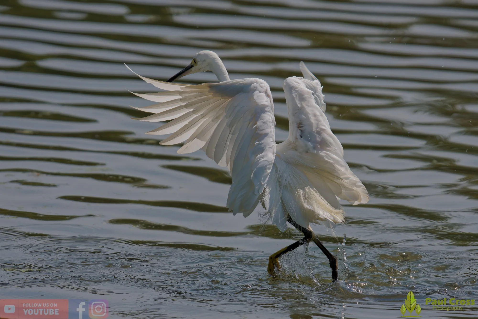 Little Egret-00679.jpg