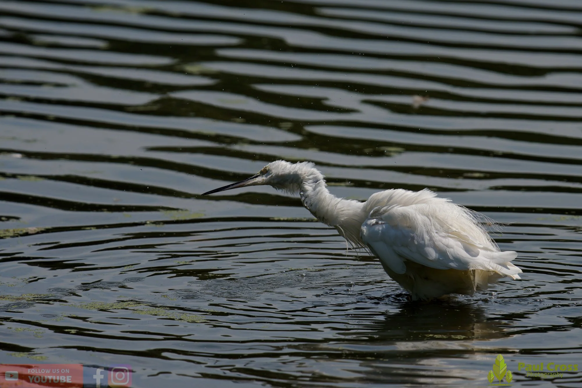 Little Egret-00680.jpg