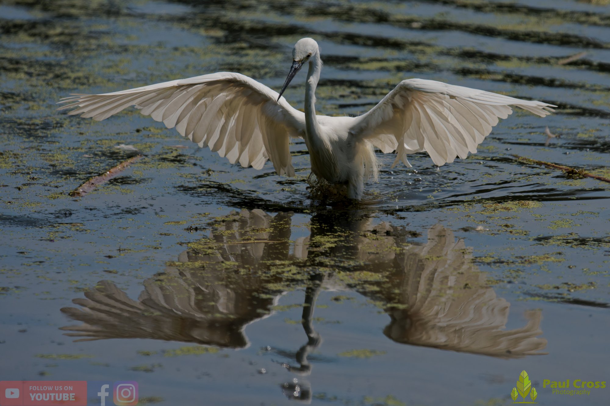 Little Egret-00681.jpg