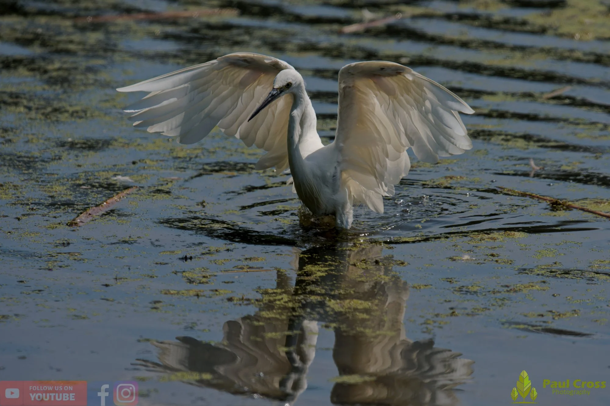 Little Egret-00682.jpg