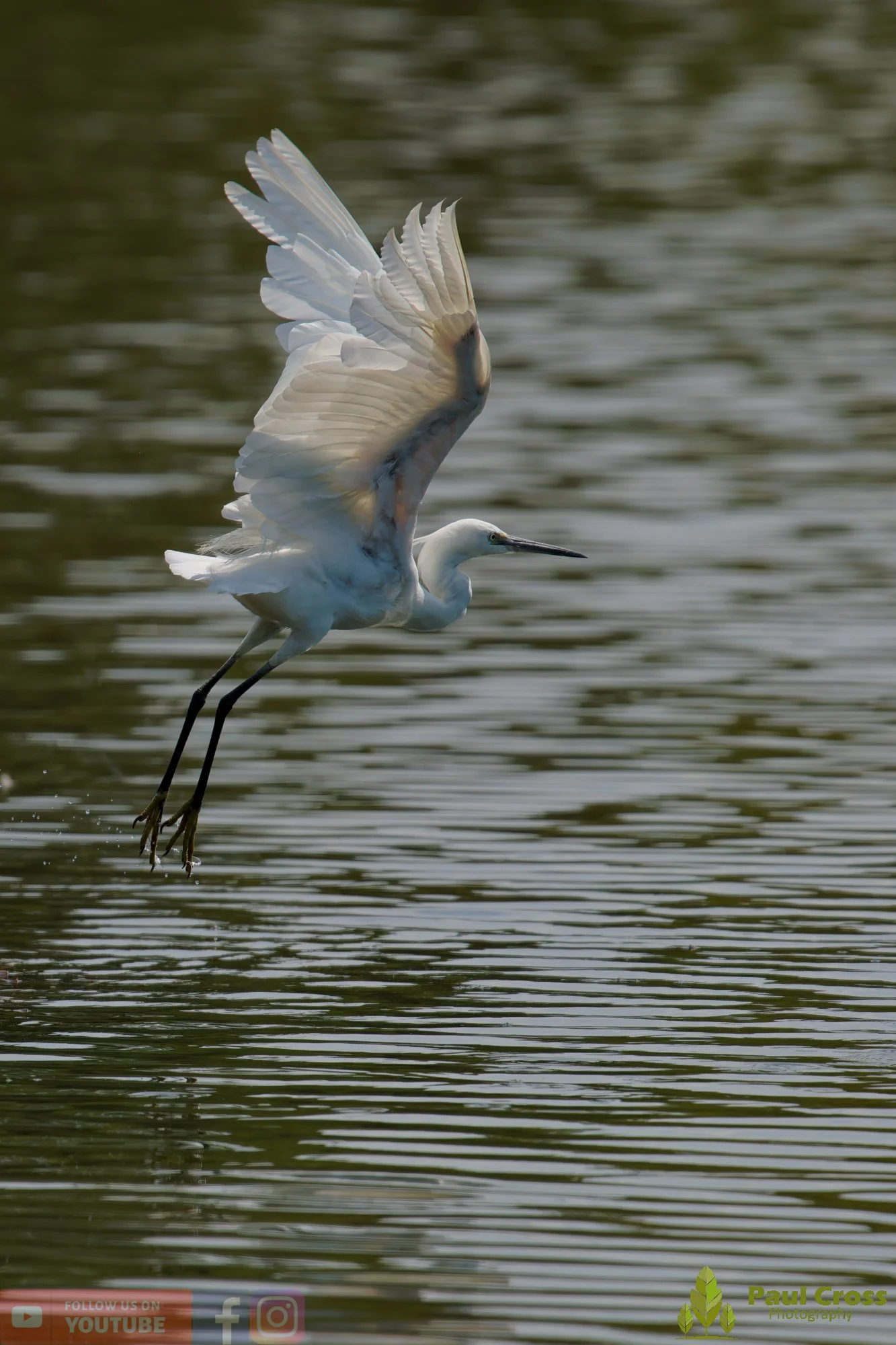 Little Egret-00683.jpg