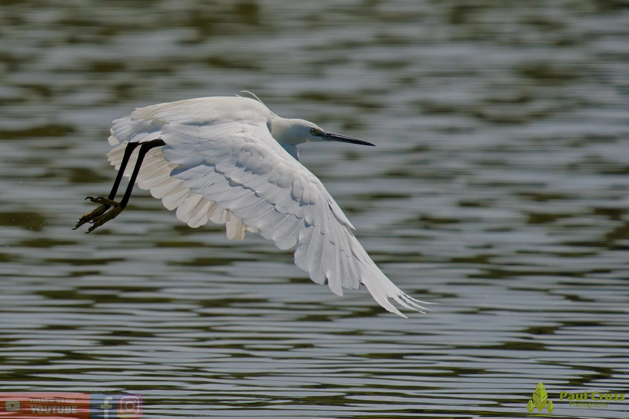 Little Egret-00684.jpg