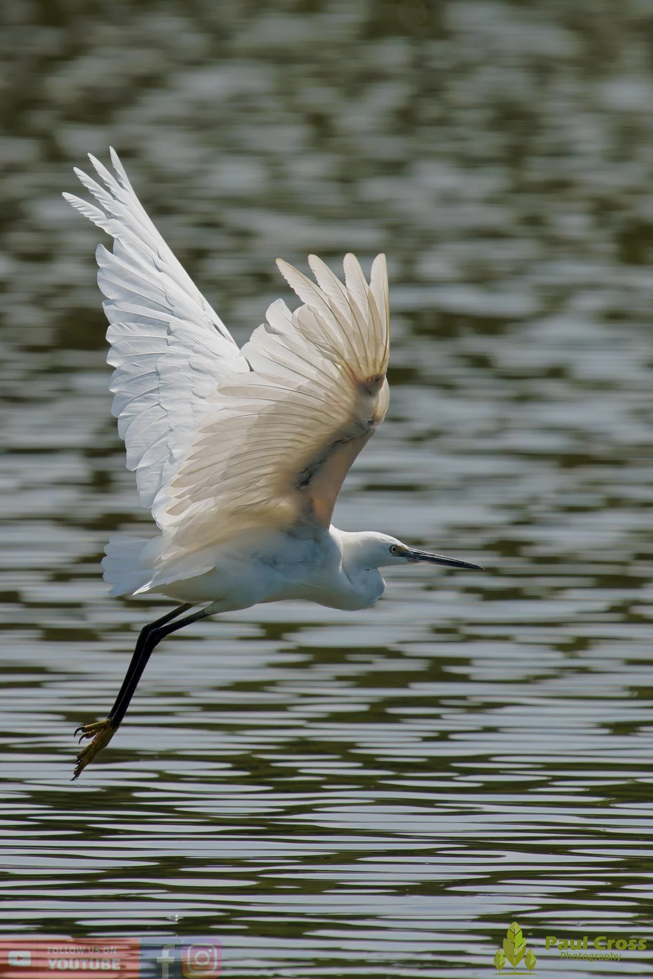 Little Egret-00685.jpg
