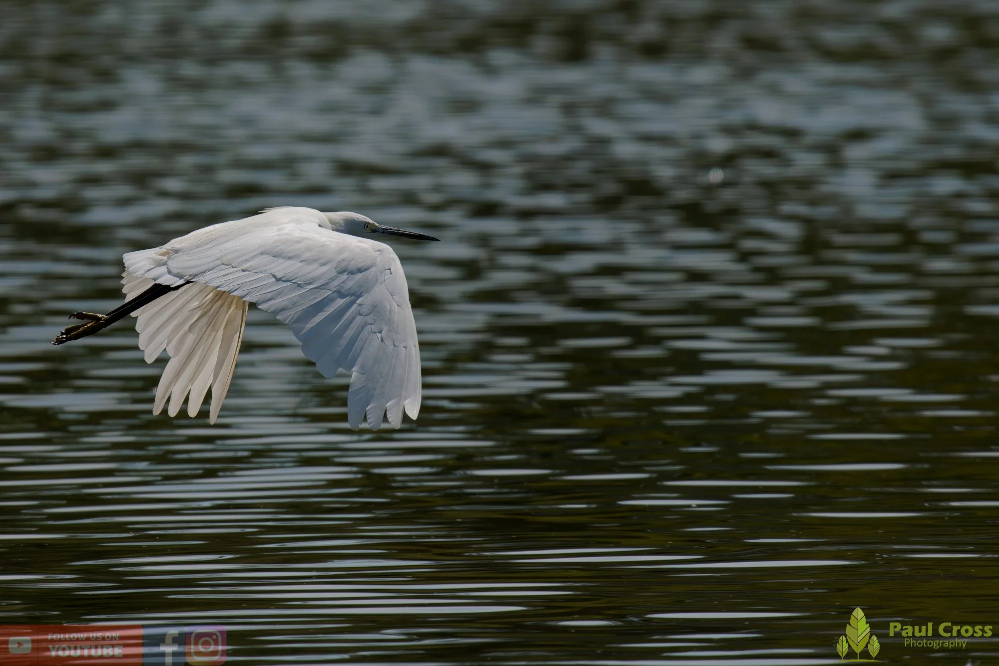 Little Egret-00686.jpg