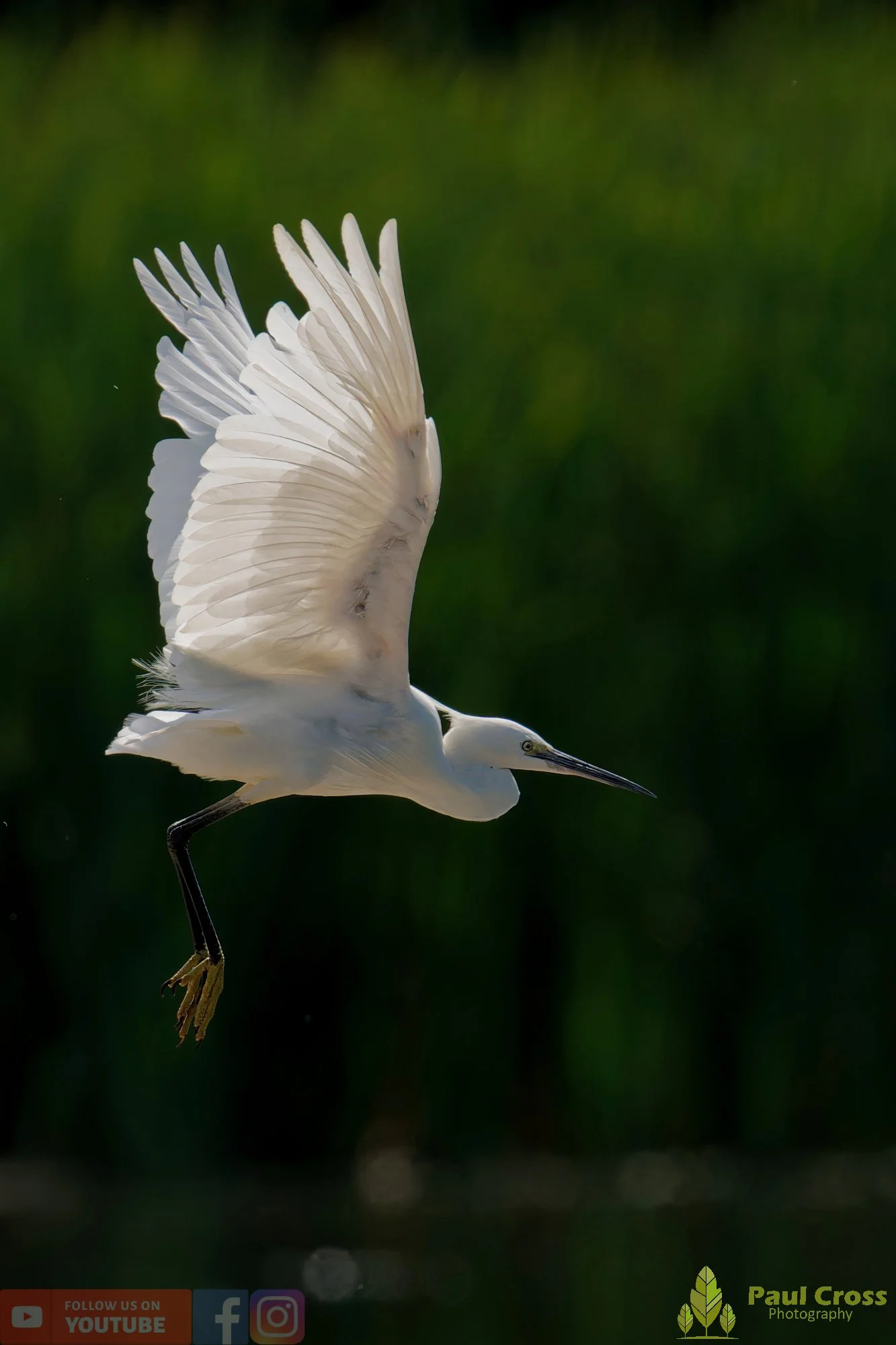Little Egret-00687.jpg