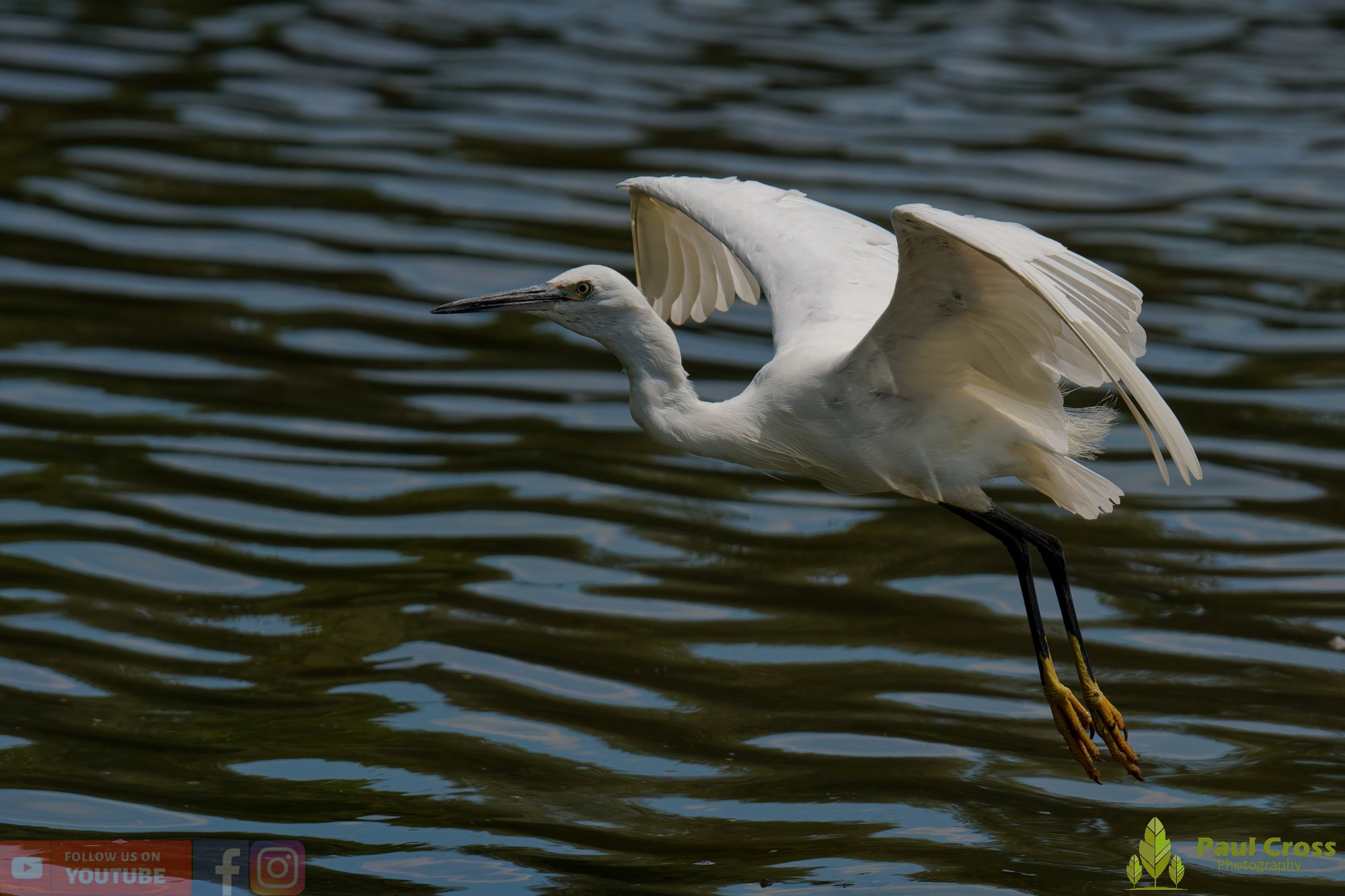 Little Egret-00697.jpg