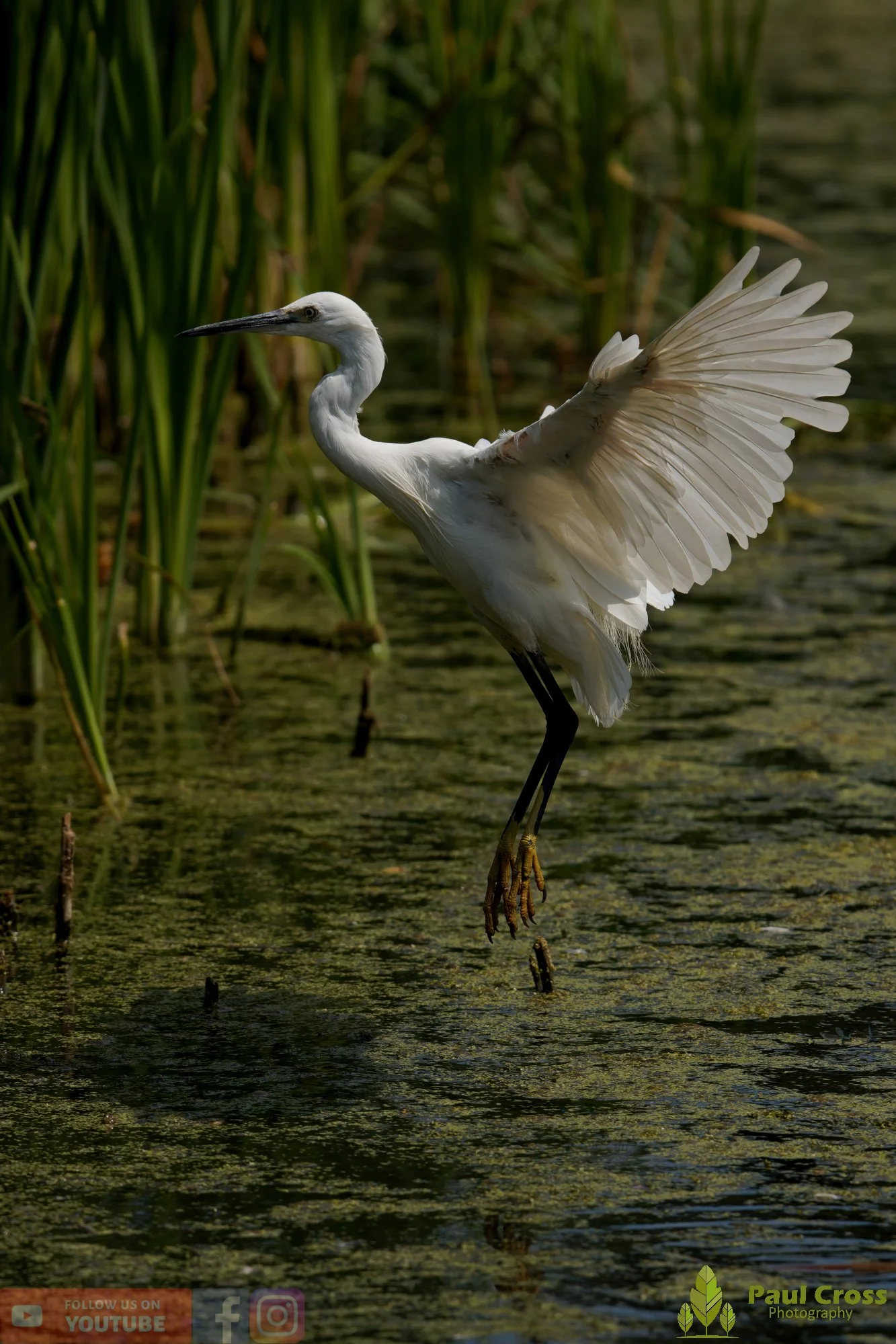 Little Egret-00698.jpg