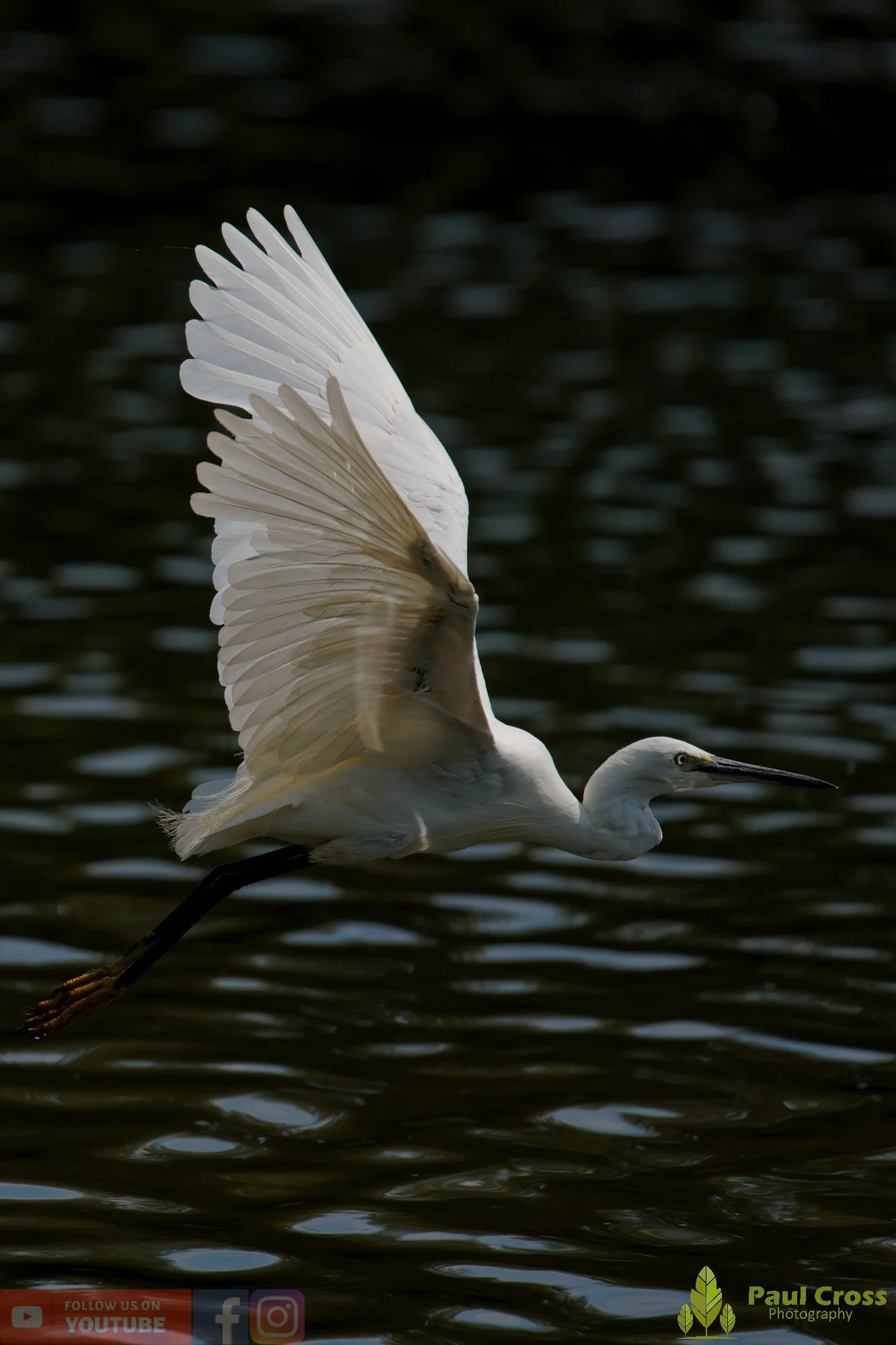 Little Egret-00699.jpg