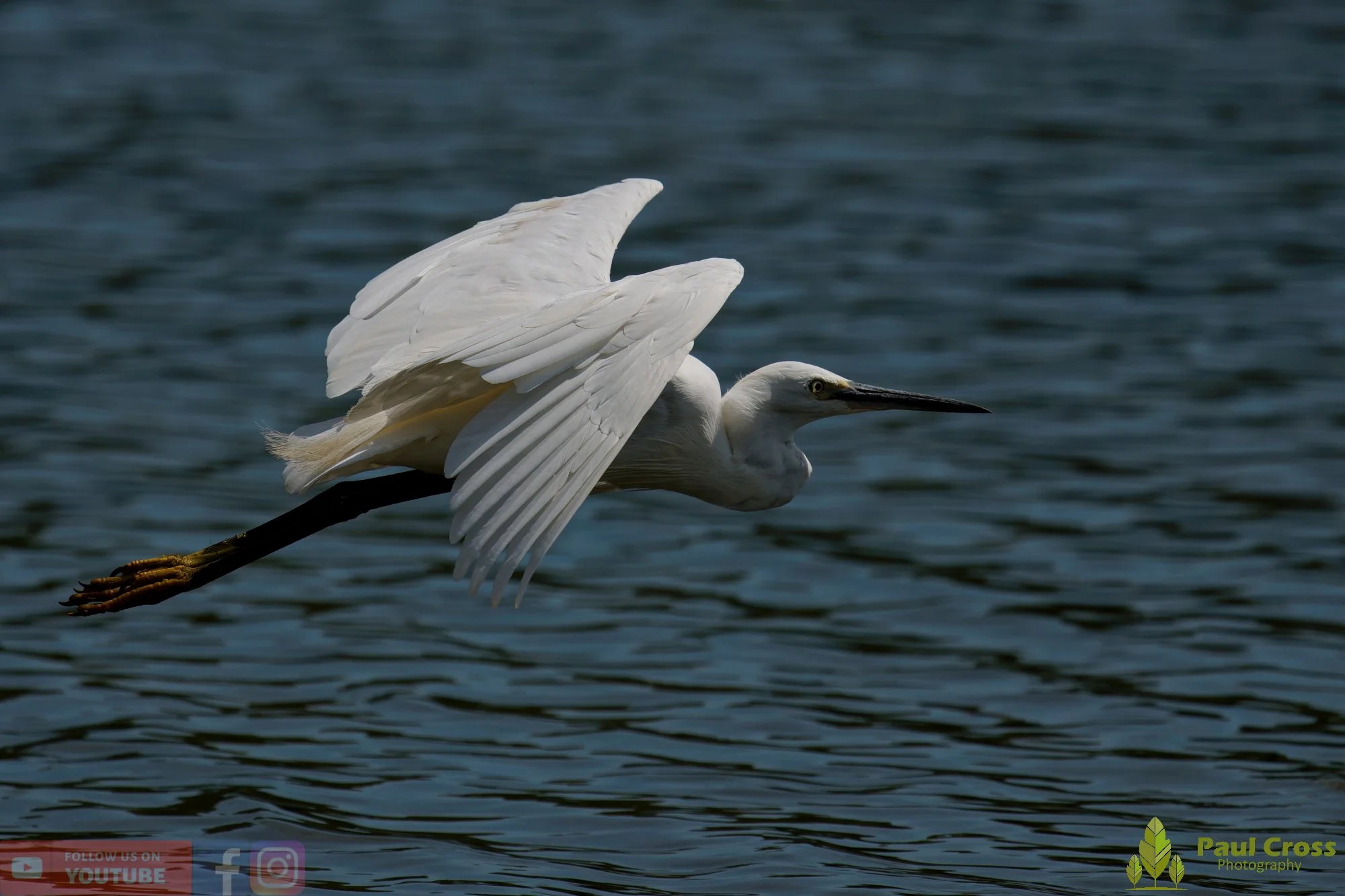 Little Egret-00700.jpg