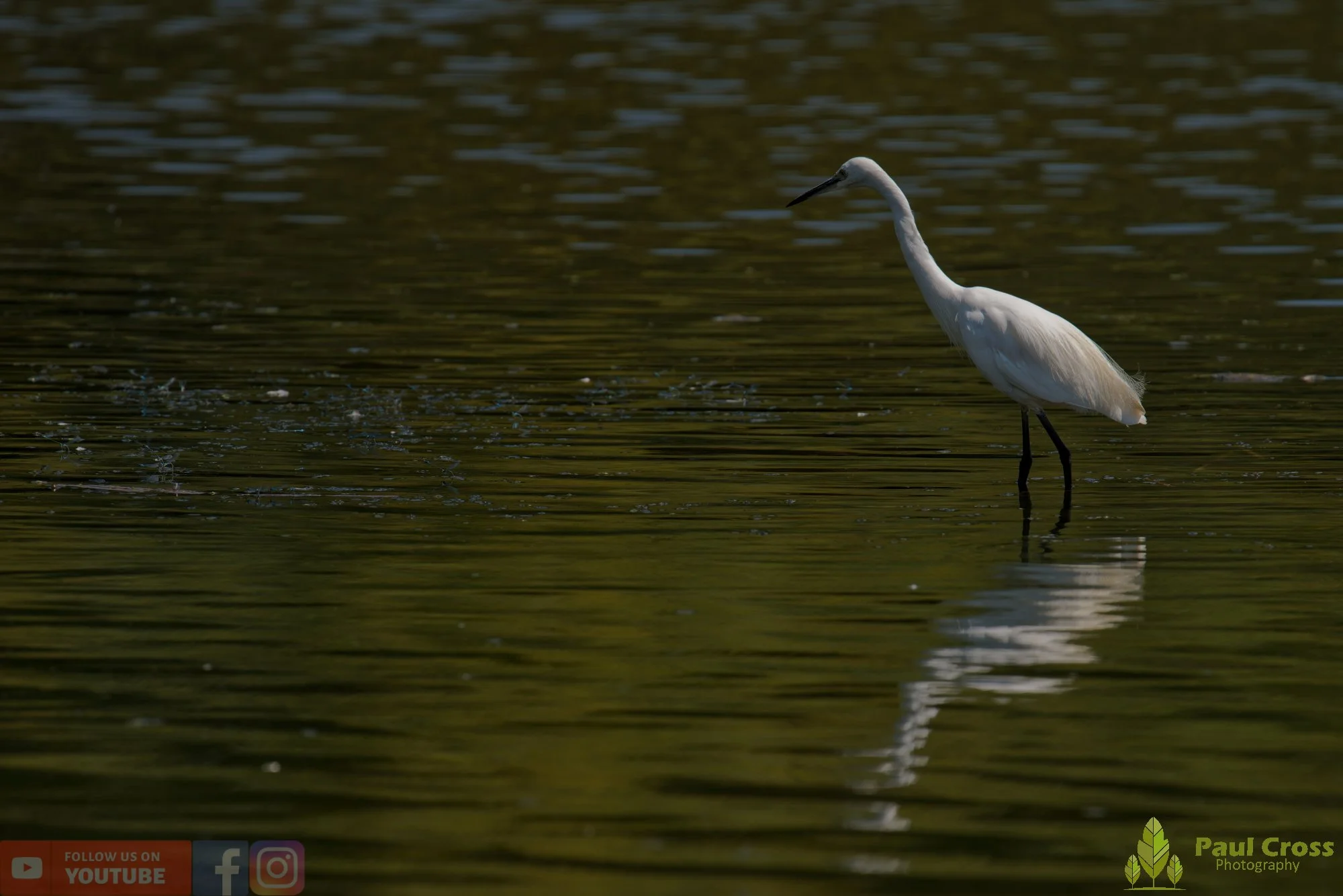 Little Egret-00701.jpg