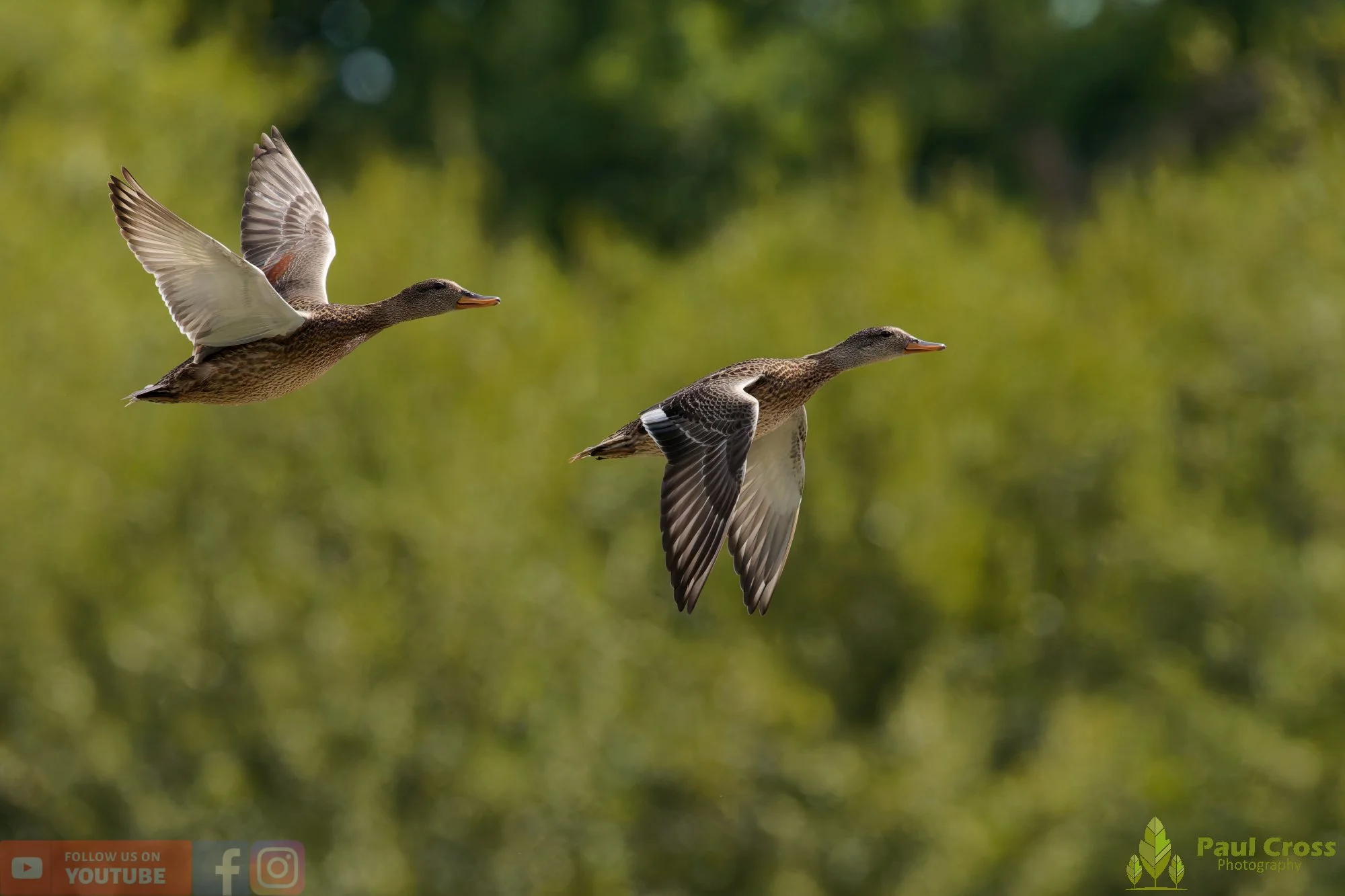 Gadwall-00312.jpg