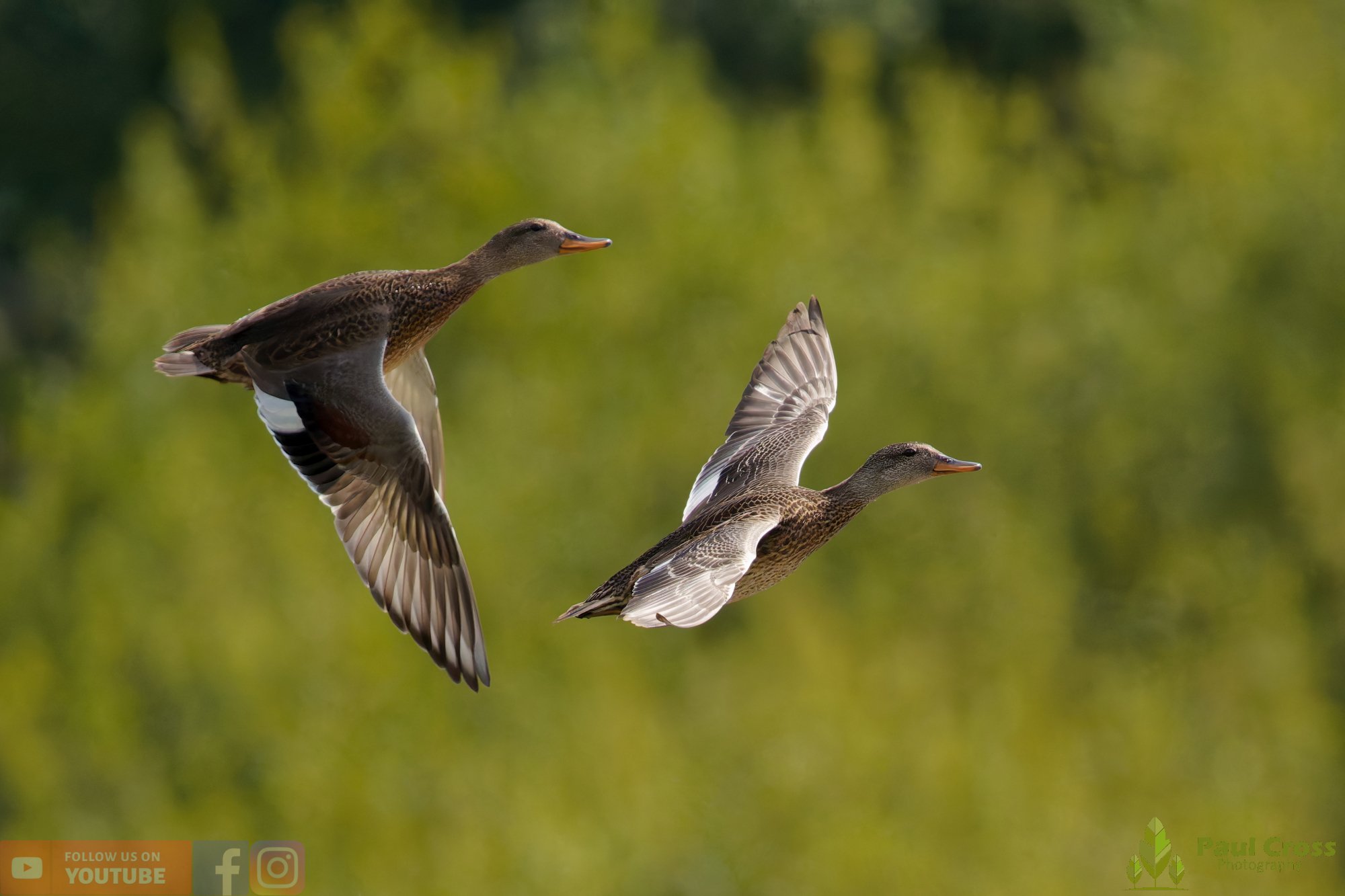 Gadwall-00311.jpg