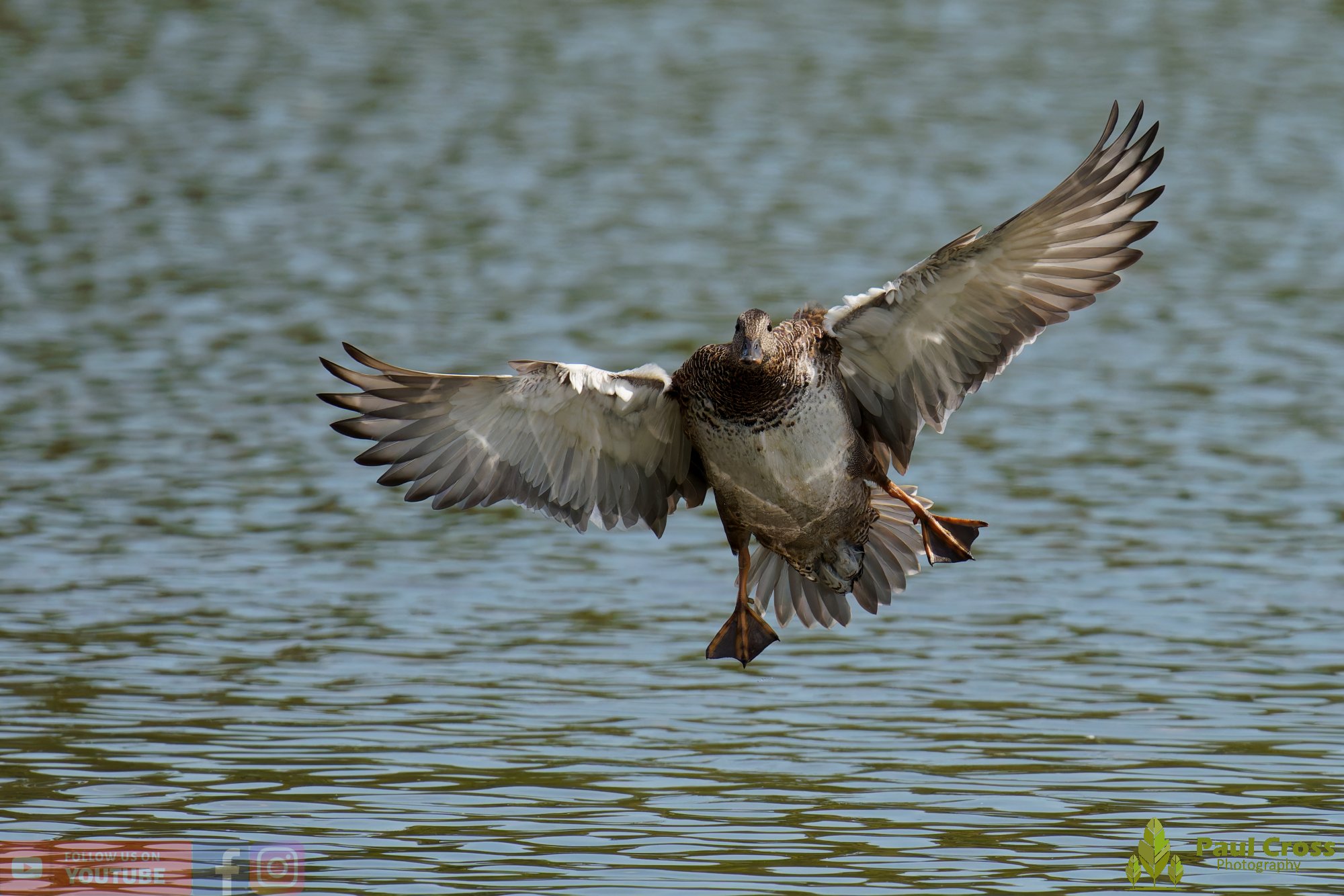 Gadwall-00313.jpg