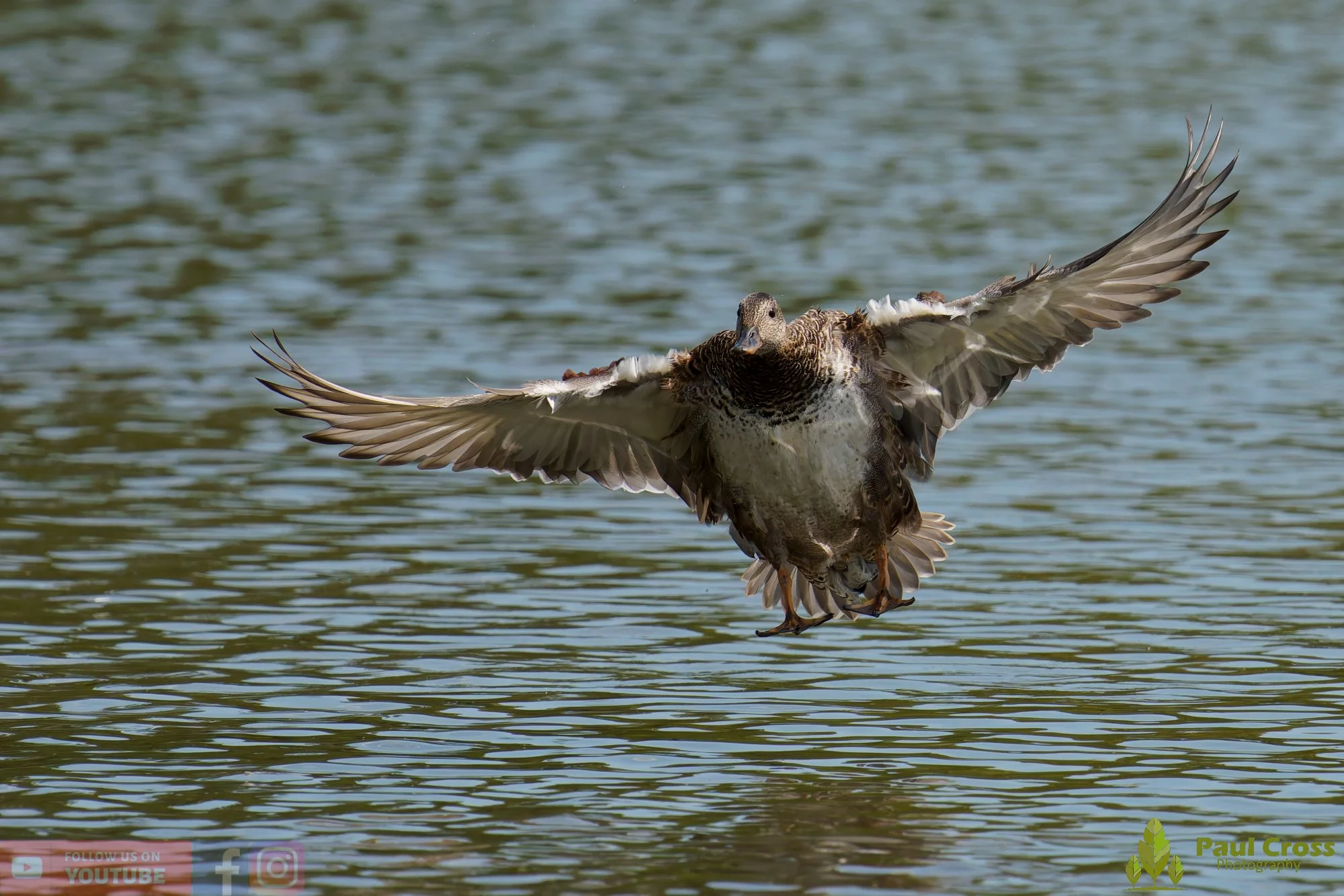 Gadwall-00314.jpg