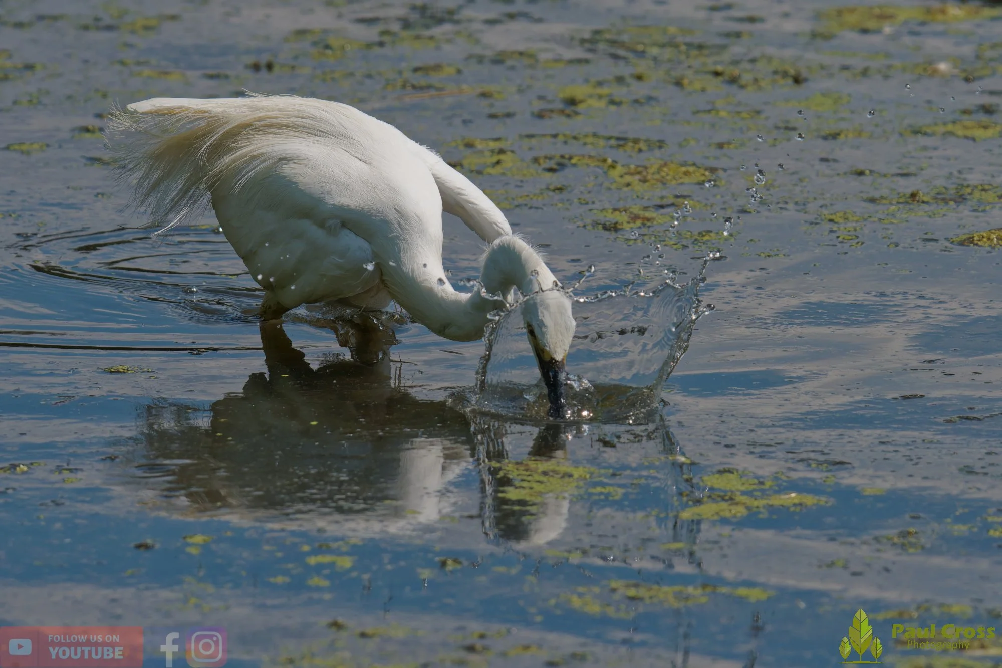 Little Egret-00689.jpg