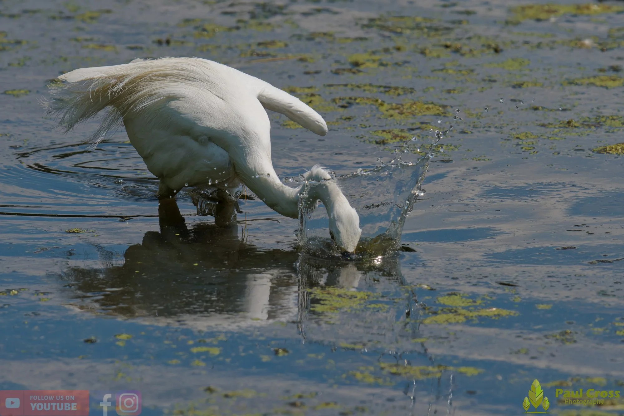 Little Egret-00688.jpg
