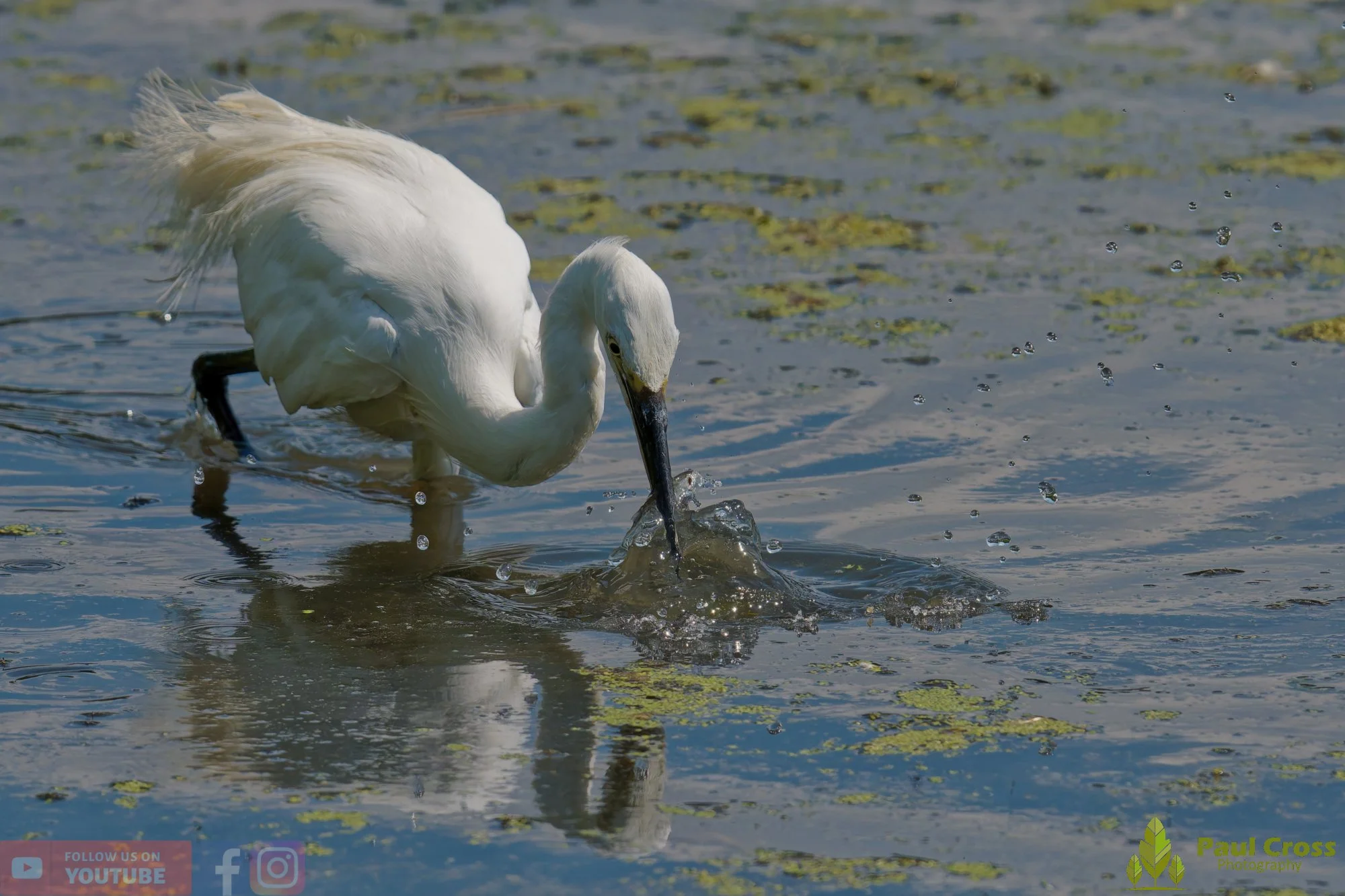 Little Egret-00690.jpg