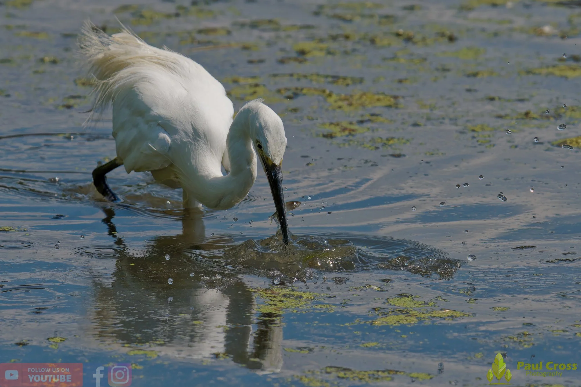Little Egret-00691.jpg