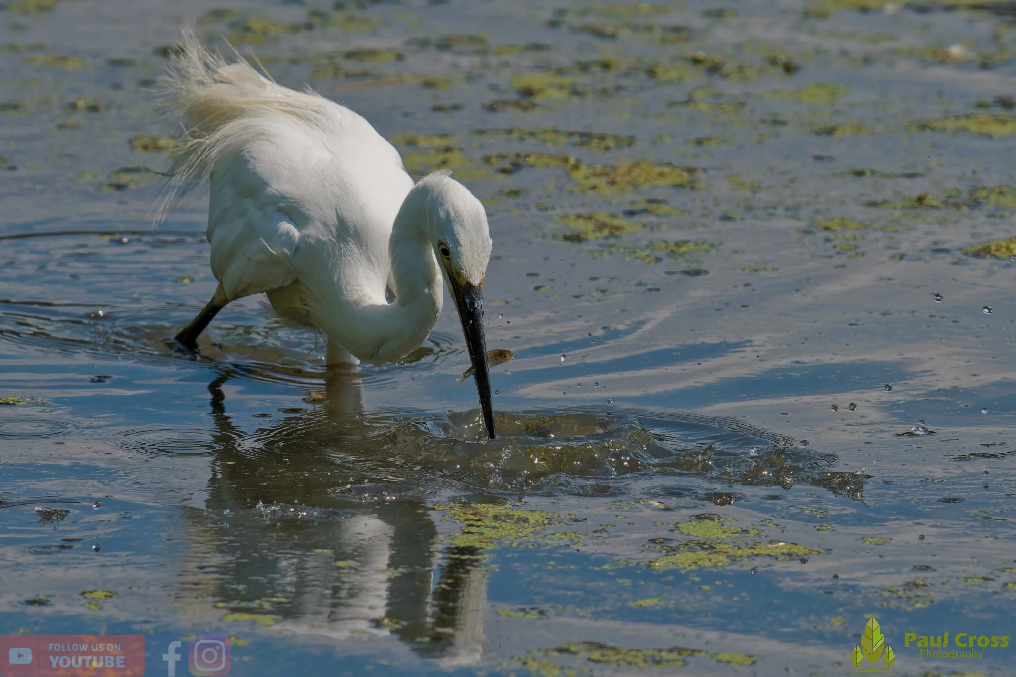 Little Egret-00692.jpg