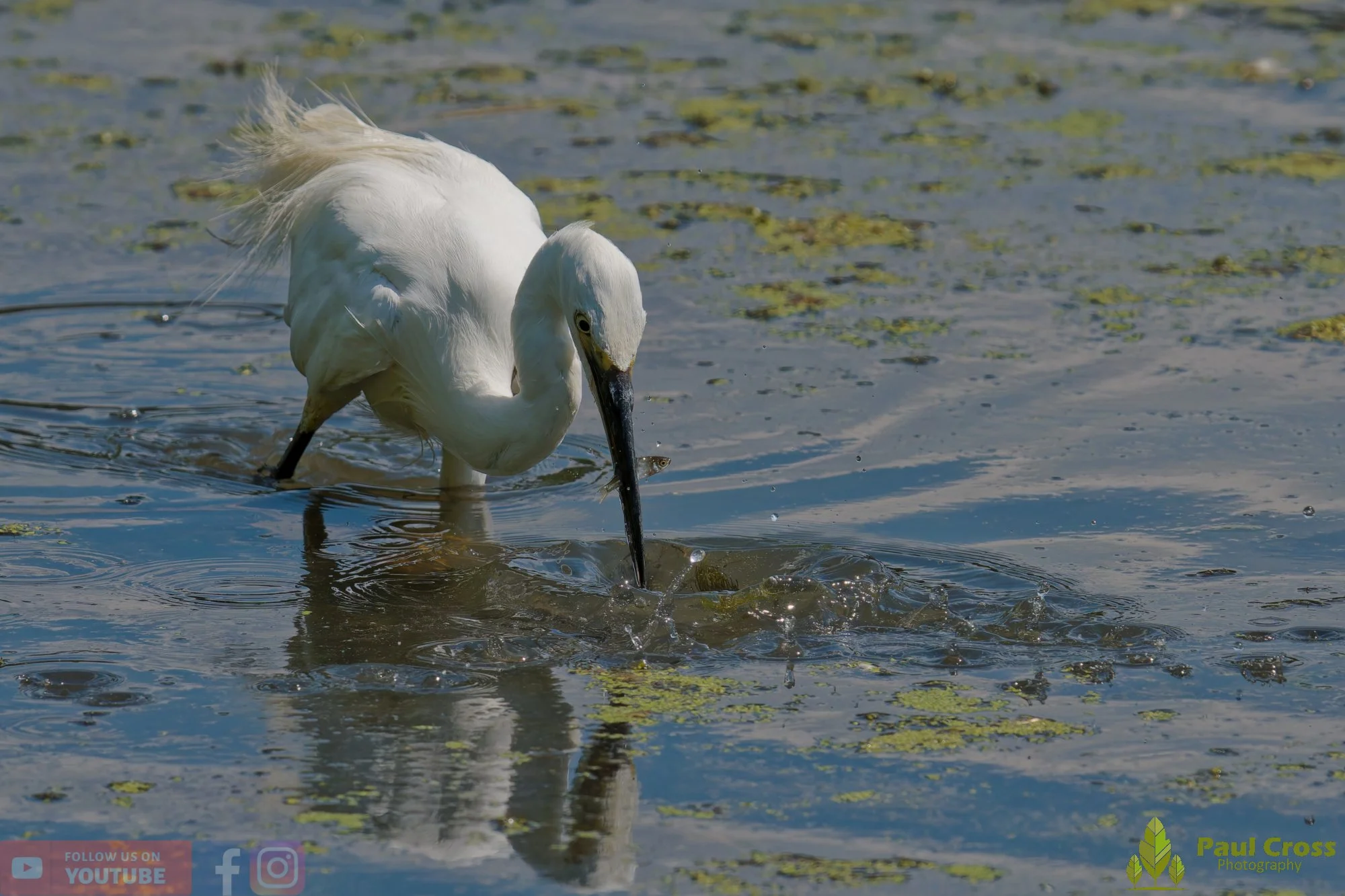Little Egret-00693.jpg