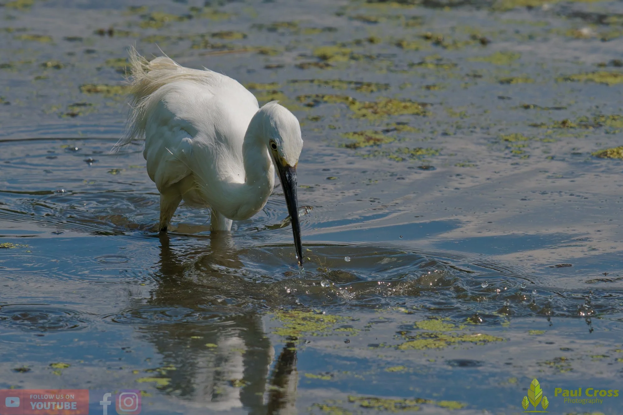 Little Egret-00694.jpg