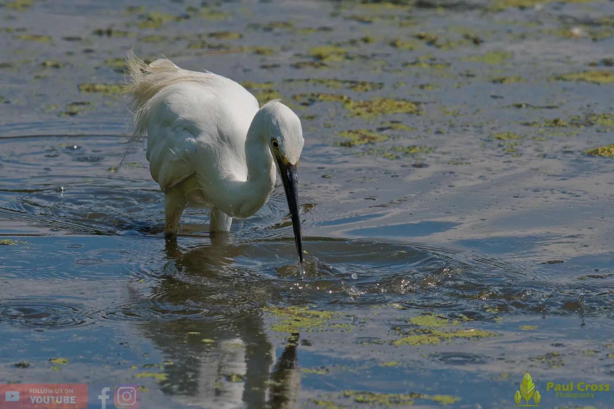 Little Egret-00695.jpg