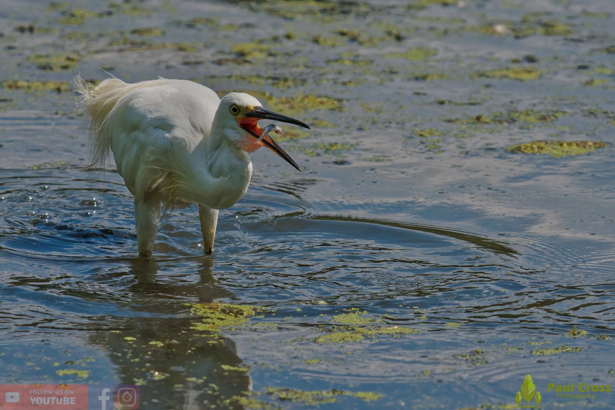 Little Egret-00696.jpg
