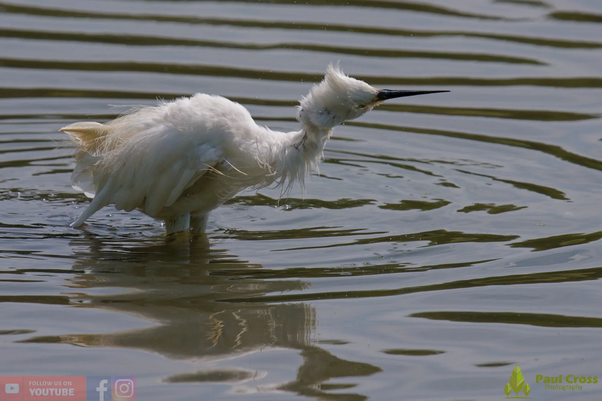 Little Egret-00673.jpg