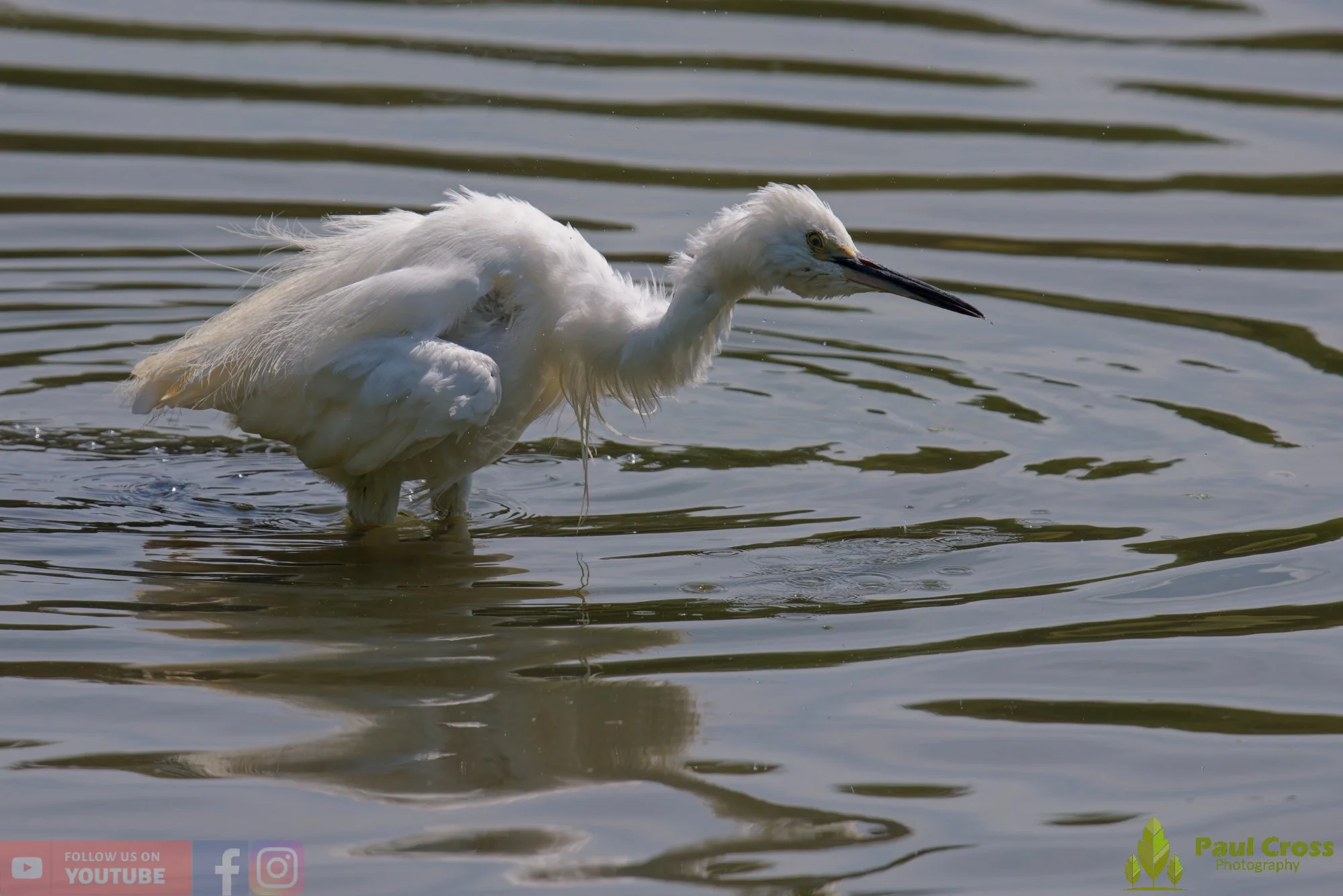 Little Egret-00674.jpg