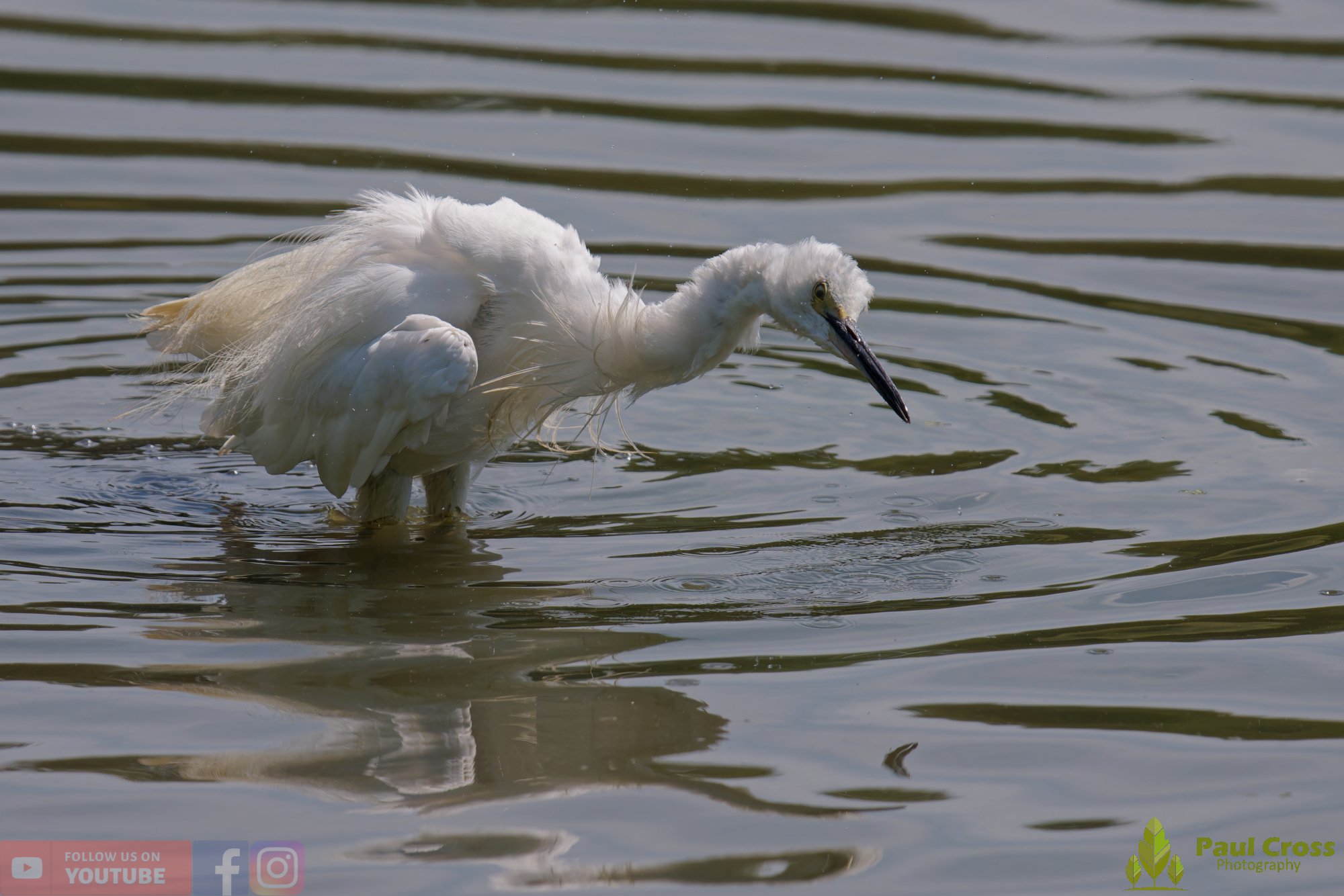Little Egret-00675.jpg