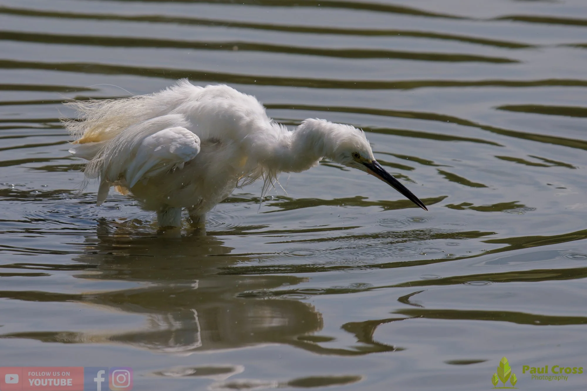 Little Egret-00676.jpg
