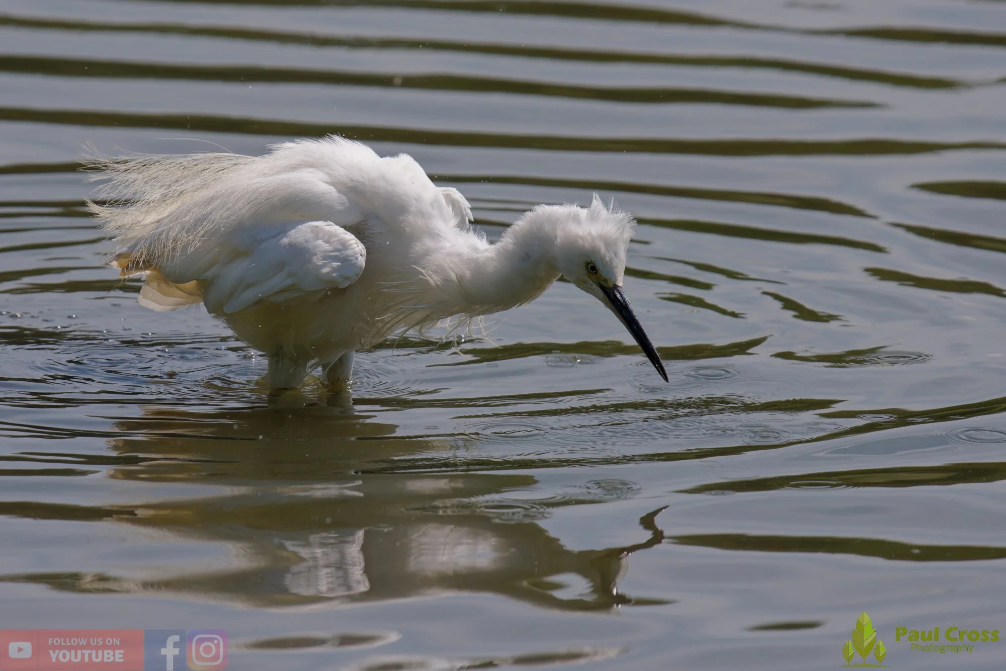 Little Egret-00677.jpg