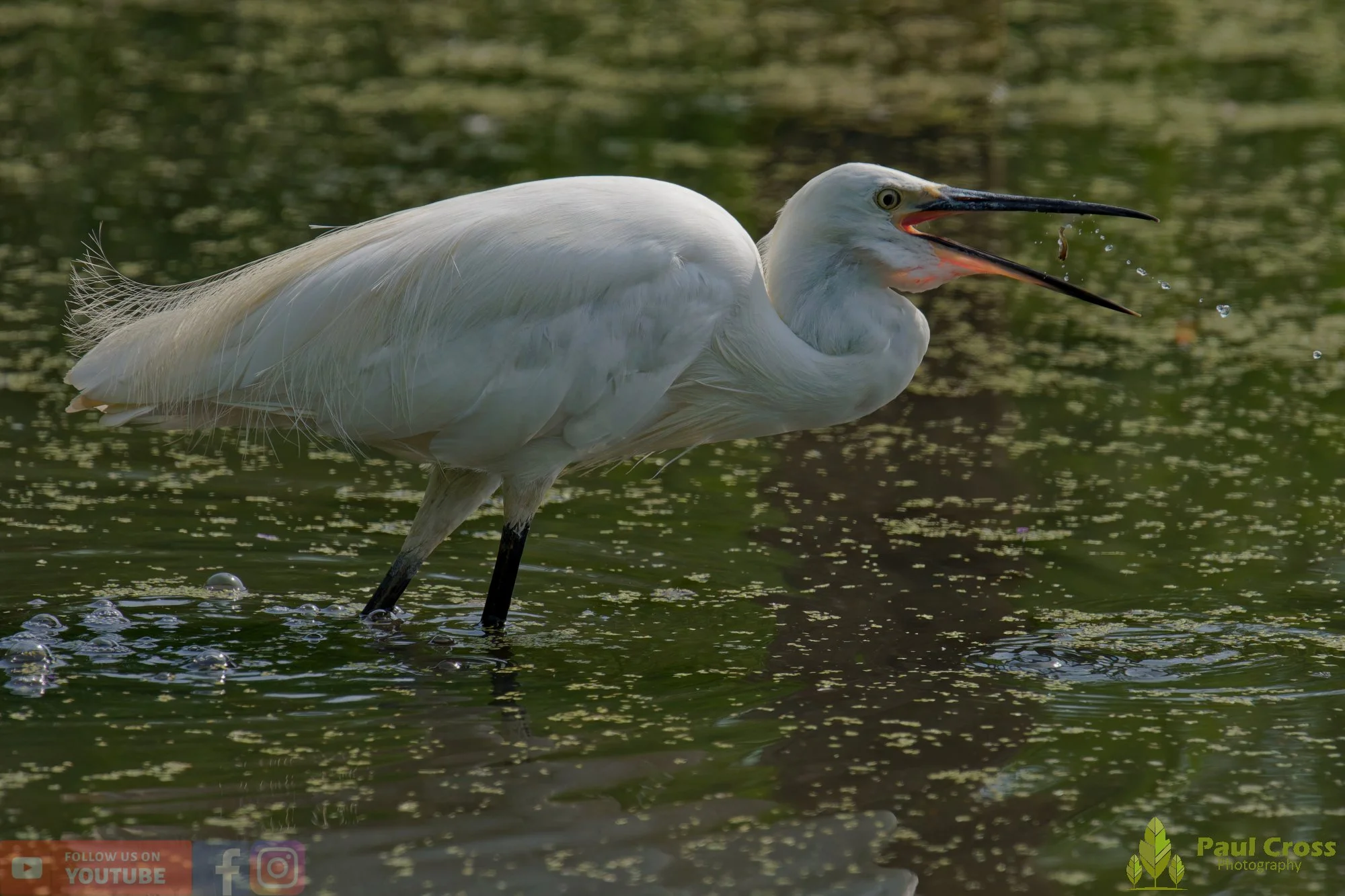 Little Egret-00661.jpg