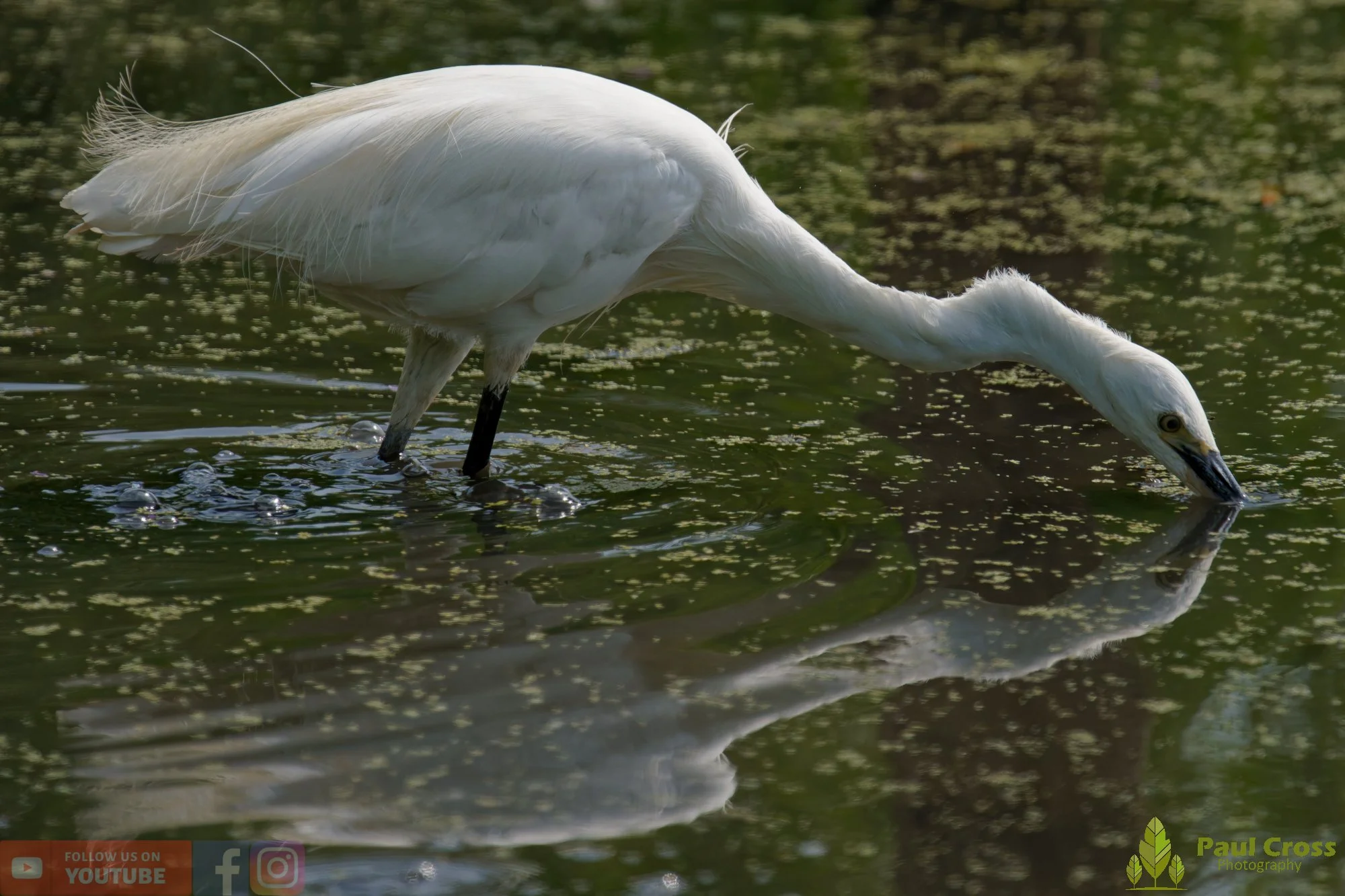 Little Egret-00660.jpg