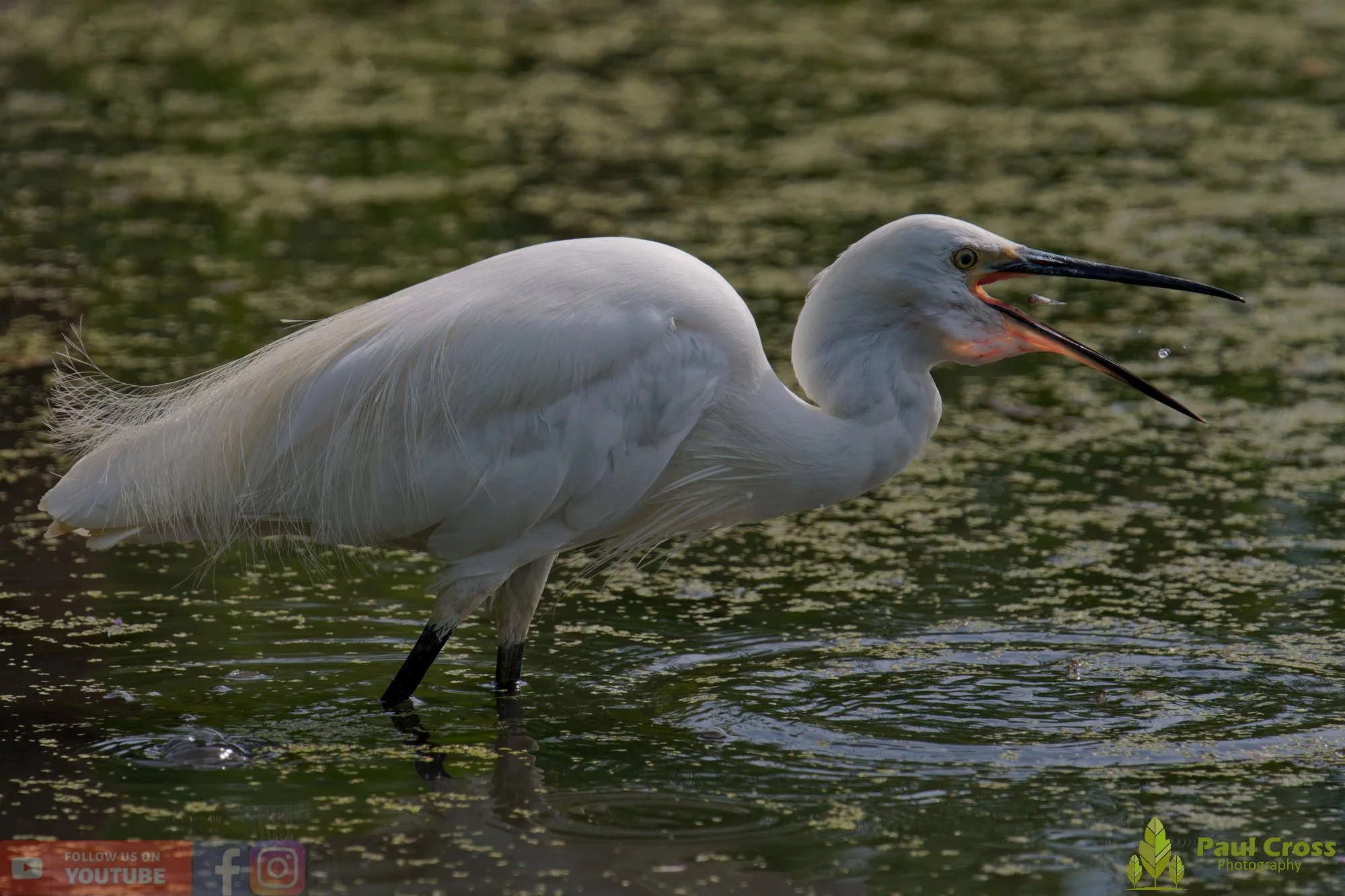 Little Egret-00662.jpg