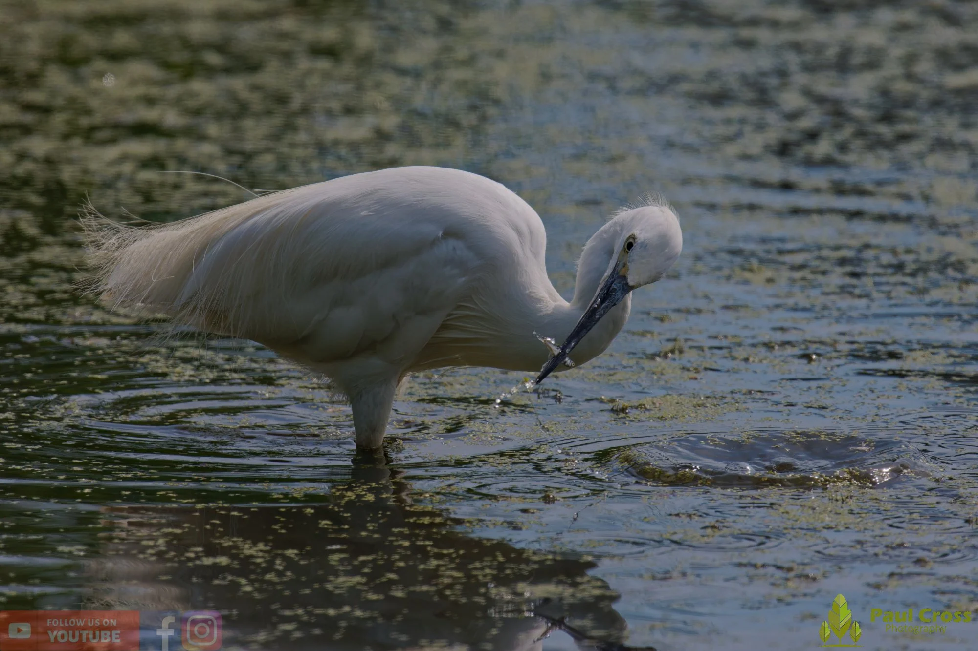 Little Egret-00663.jpg