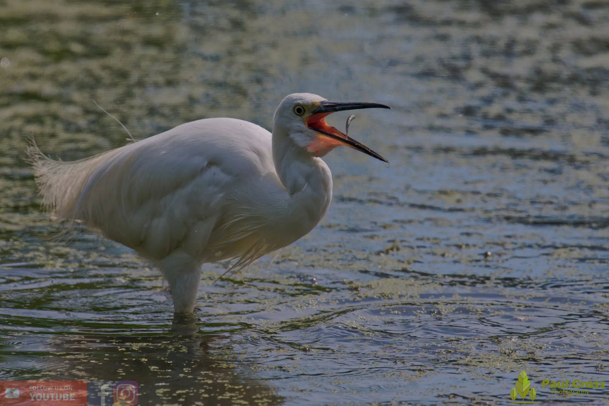 Little Egret-00664.jpg