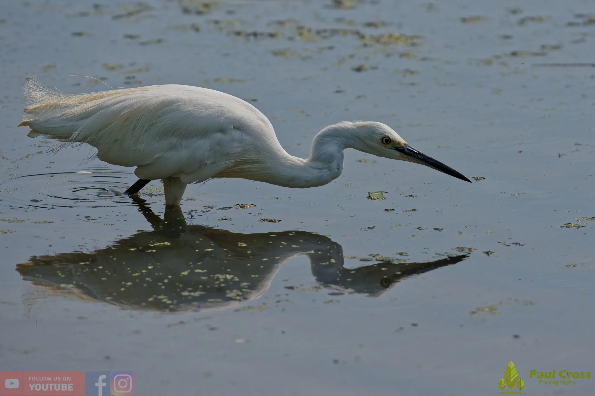 Little Egret-00665.jpg